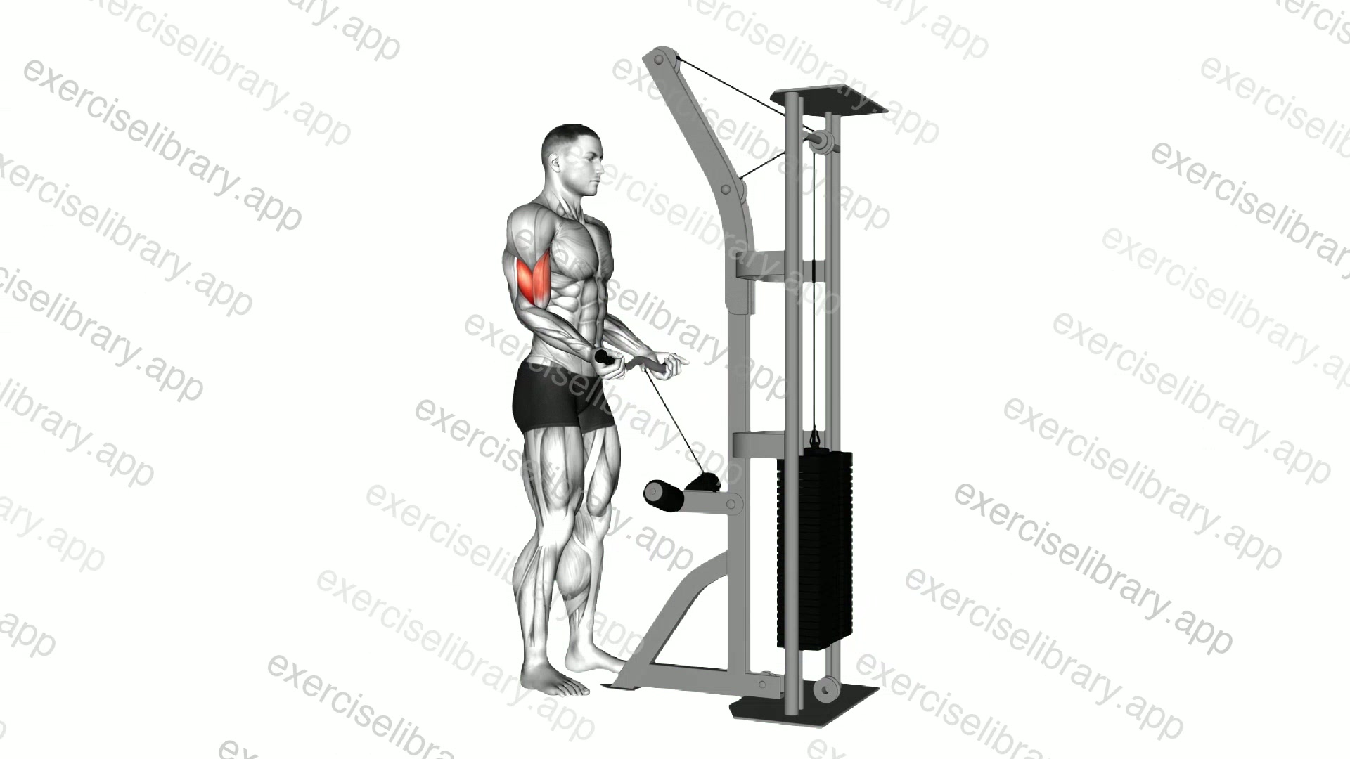 Cable Biceps Curl demonstration