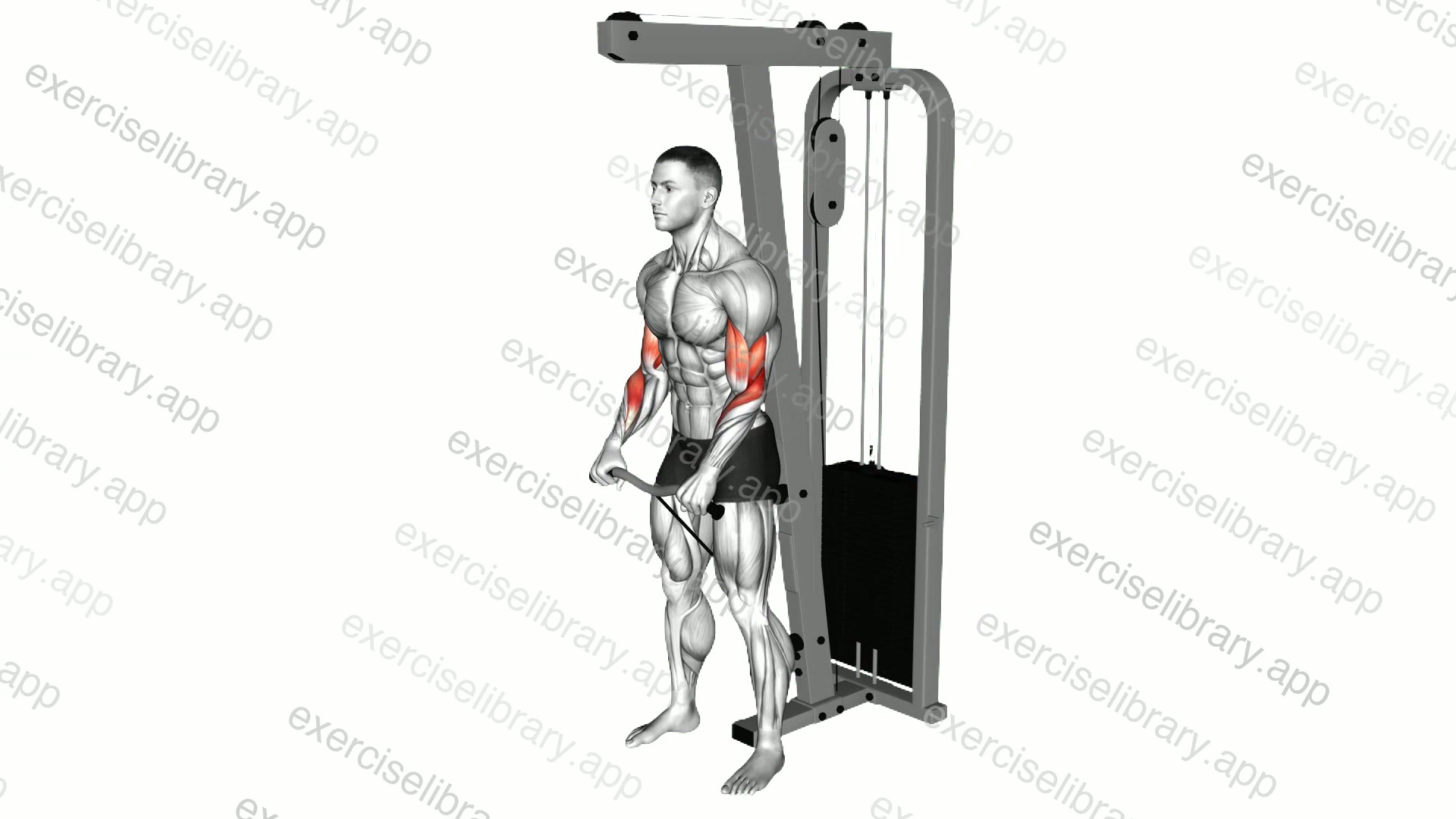 Cable Standing Reverse Curl demonstration