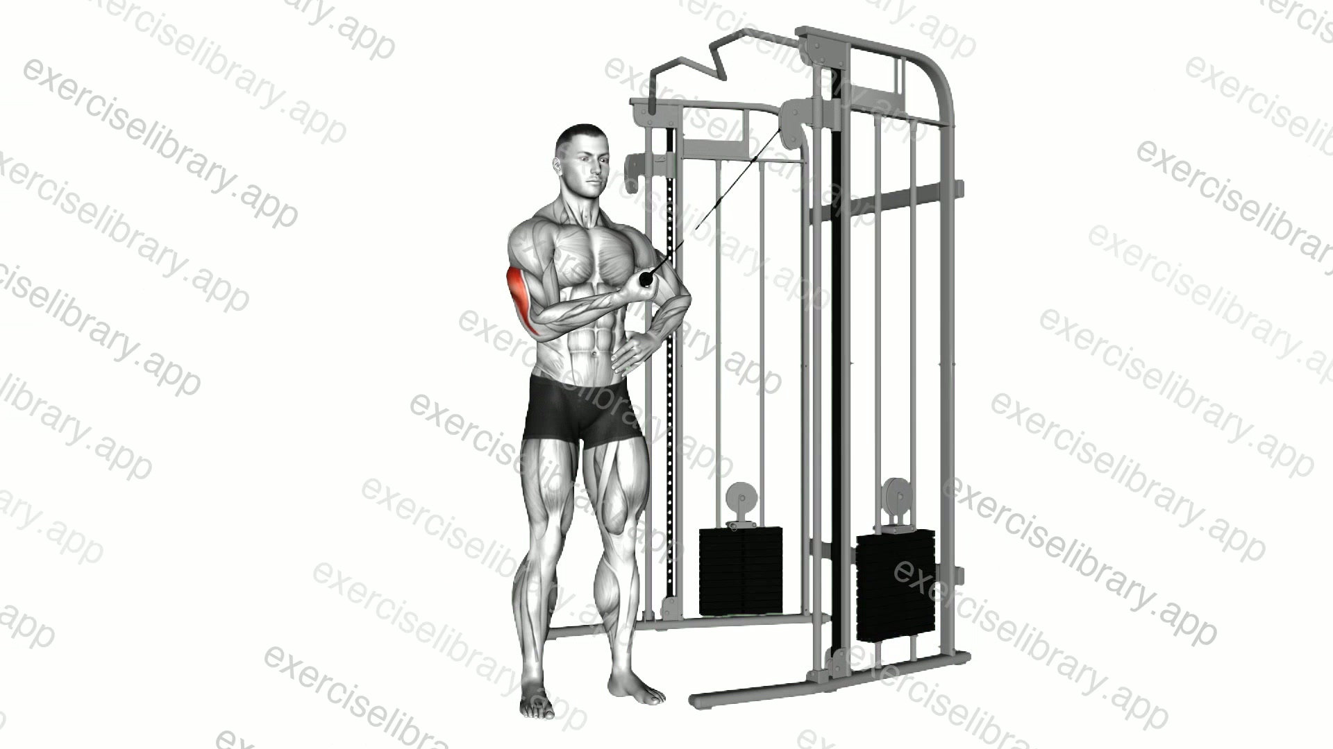 Cable One Arm Side Triceps Pushdown demonstration