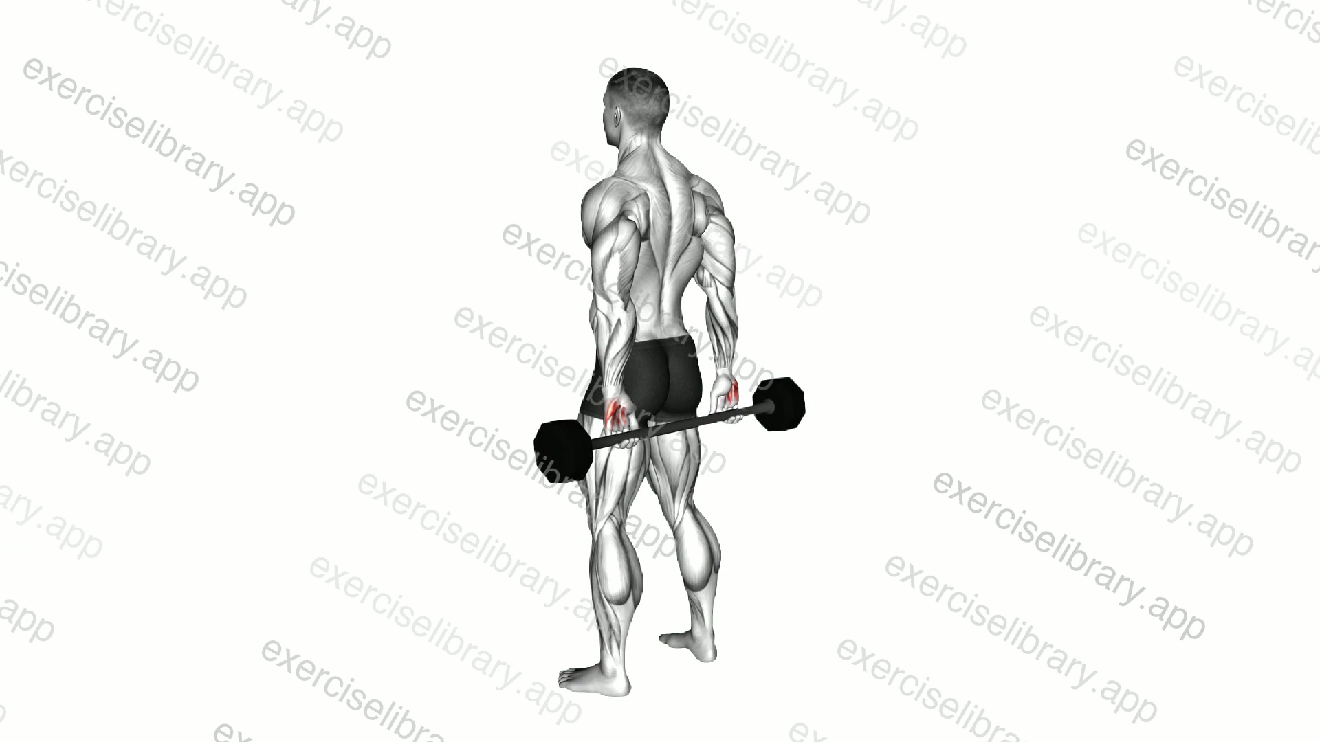 Barbell Behind Back Finger Curl demonstration