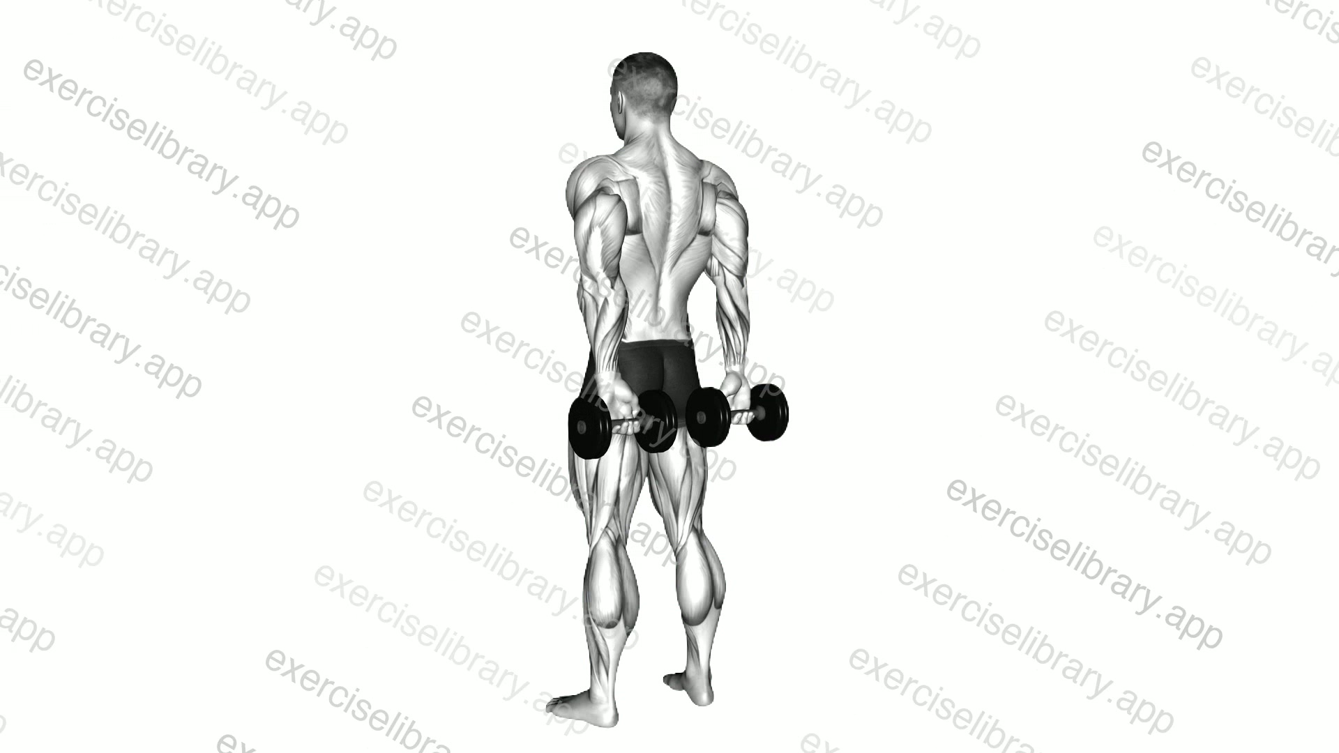 Dumbbell Behind Back Finger Curl demonstration