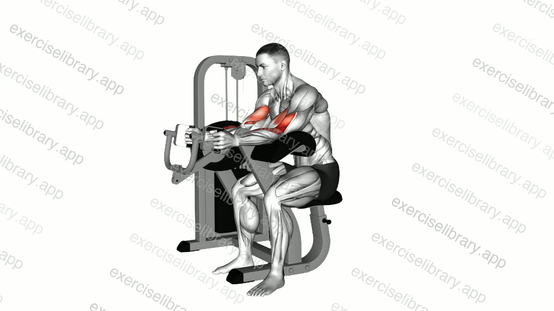 Lever Hammer Grip Preacher Curl demonstration