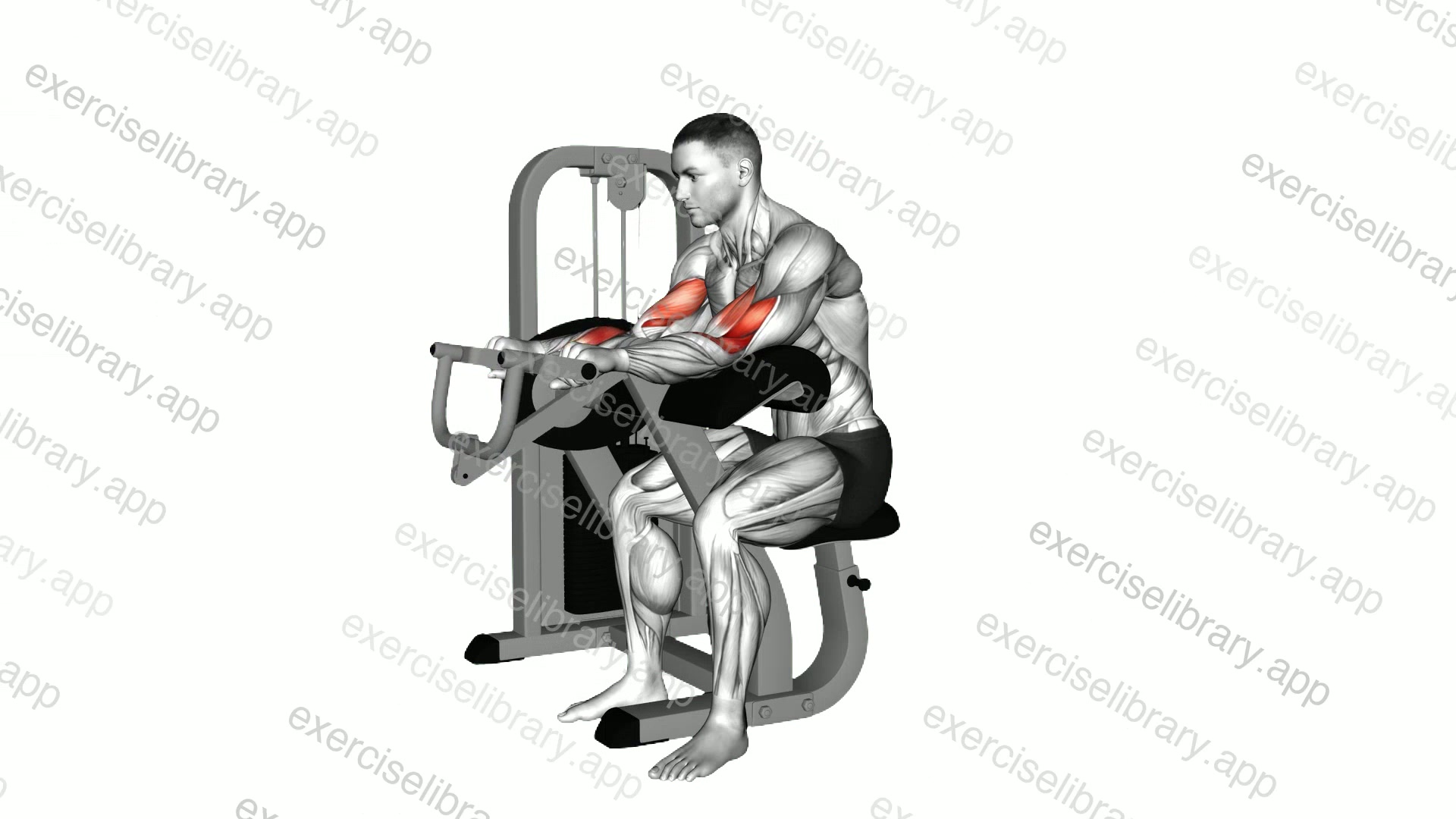 Lever Reverse Grip Preacher Curl demonstration