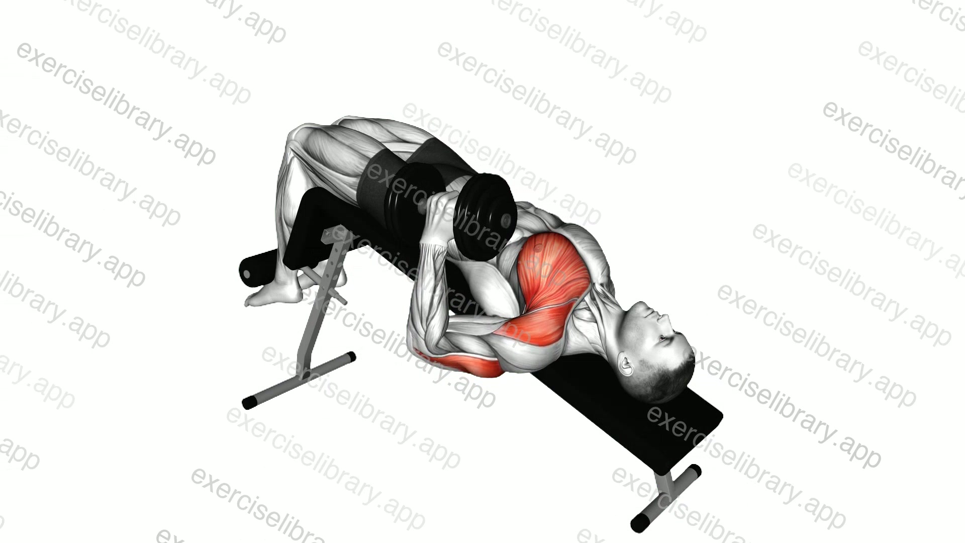 Dumbbell Decline One Arm Hammer Press demonstration