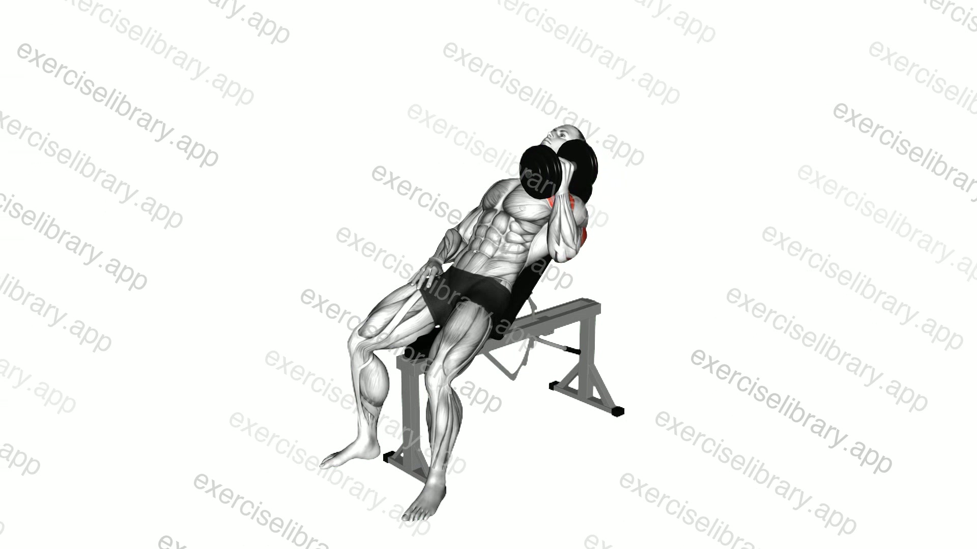 Dumbbell Incline One Arm Hammer Press demonstration