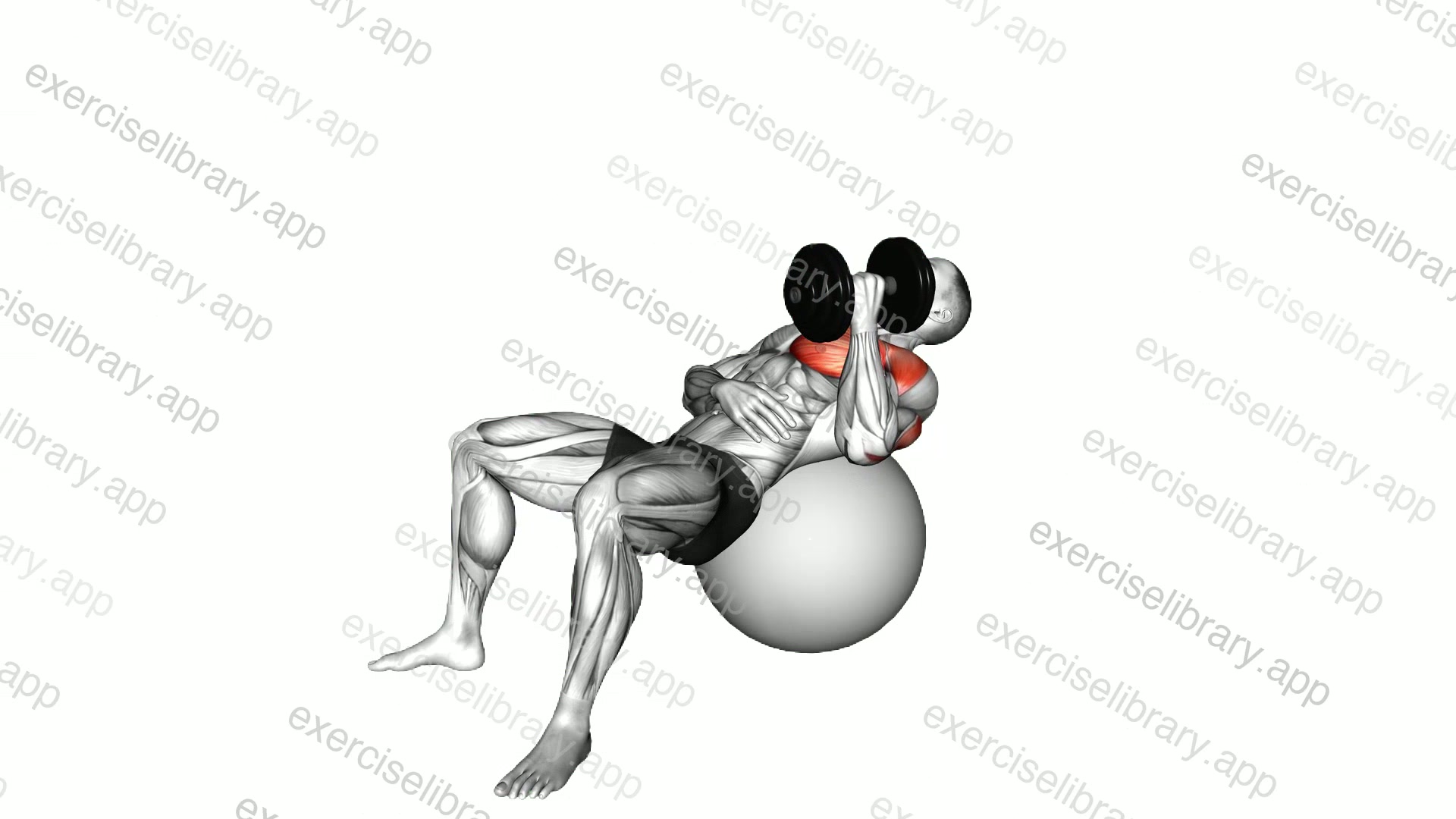 Dumbbell Incline One Arm Hammer Press on Exercise Ball demonstration