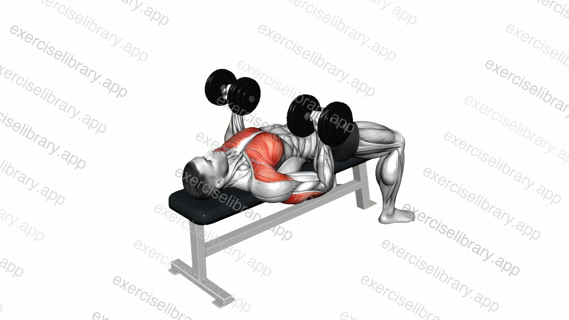Dumbbell Reverse Bench Press demonstration