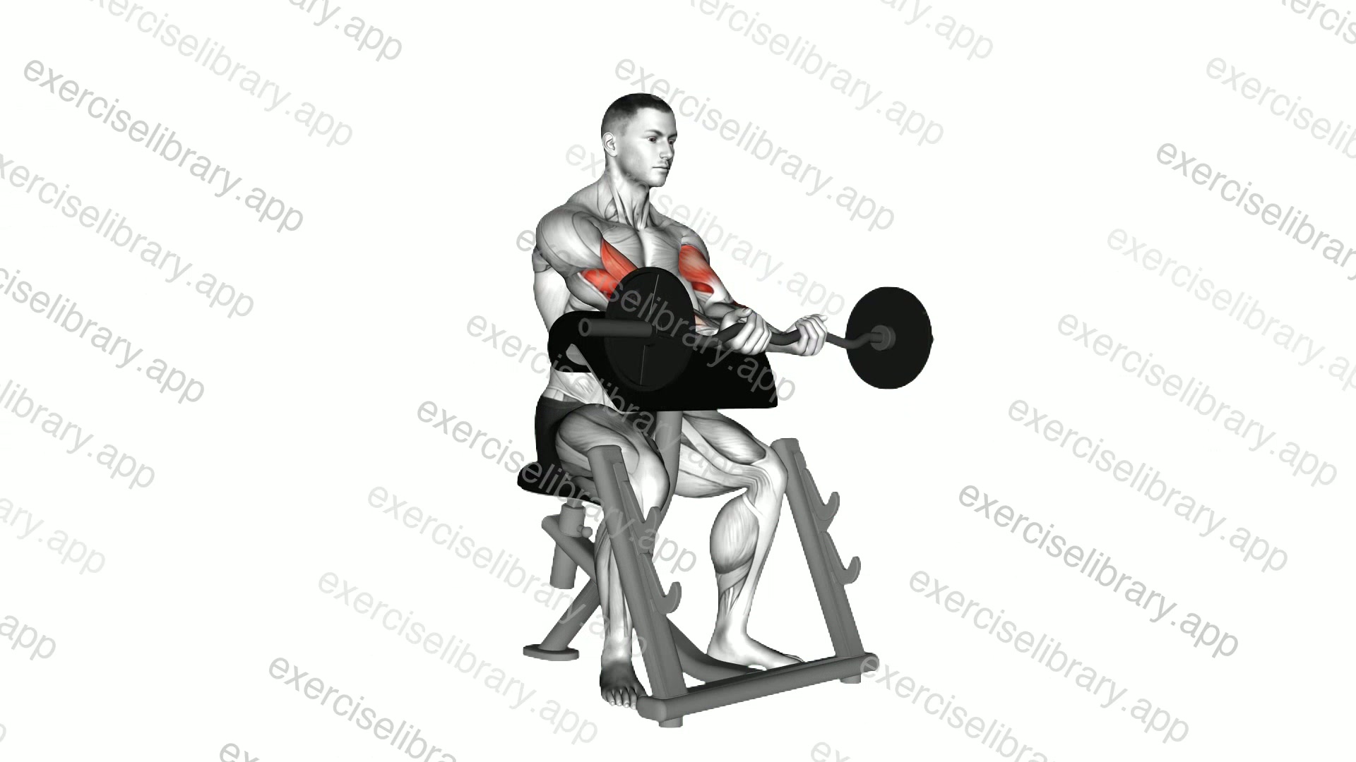 EZ Barbell Close Grip Preacher Curl demonstration