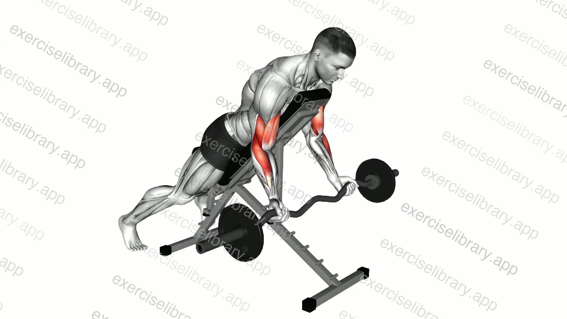 EZ Barbell Spider Curl demonstration