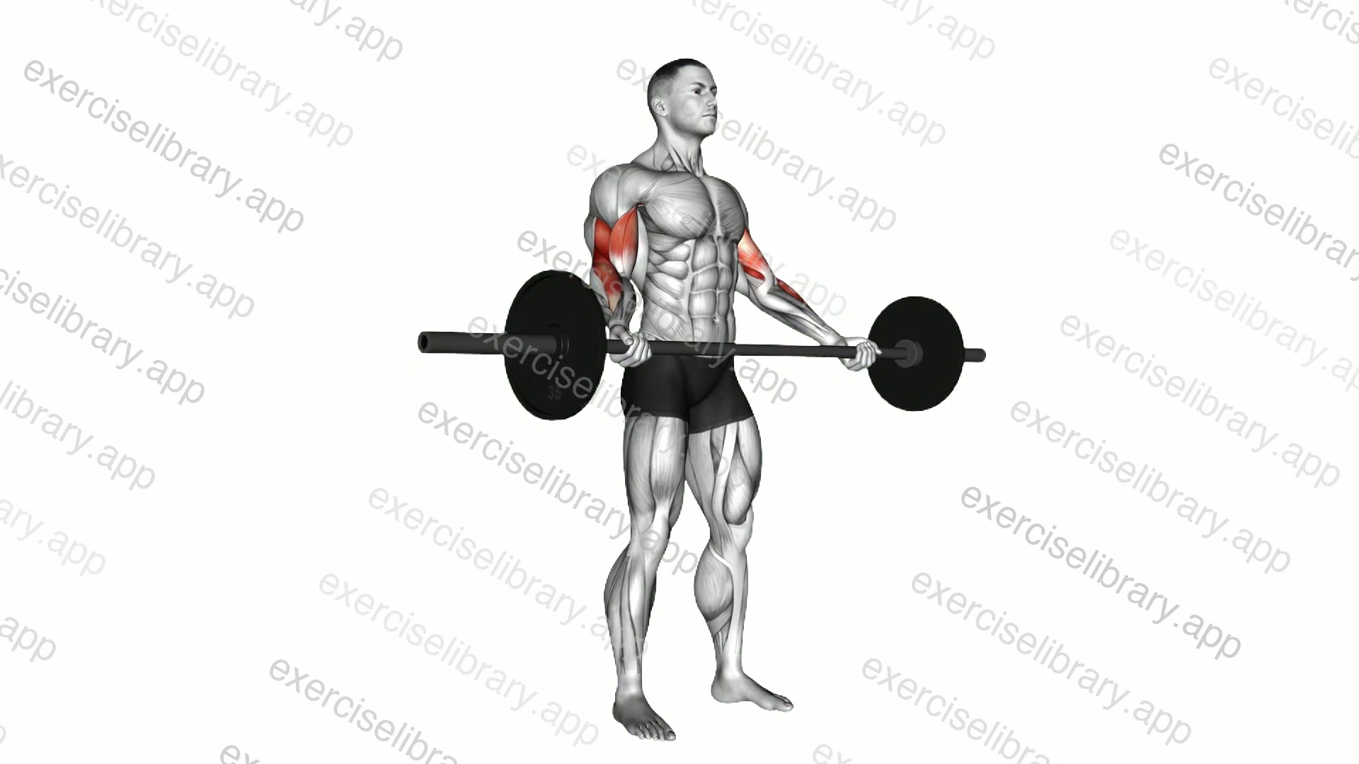 Barbell Standing Wide Grip Biceps Curl demonstration