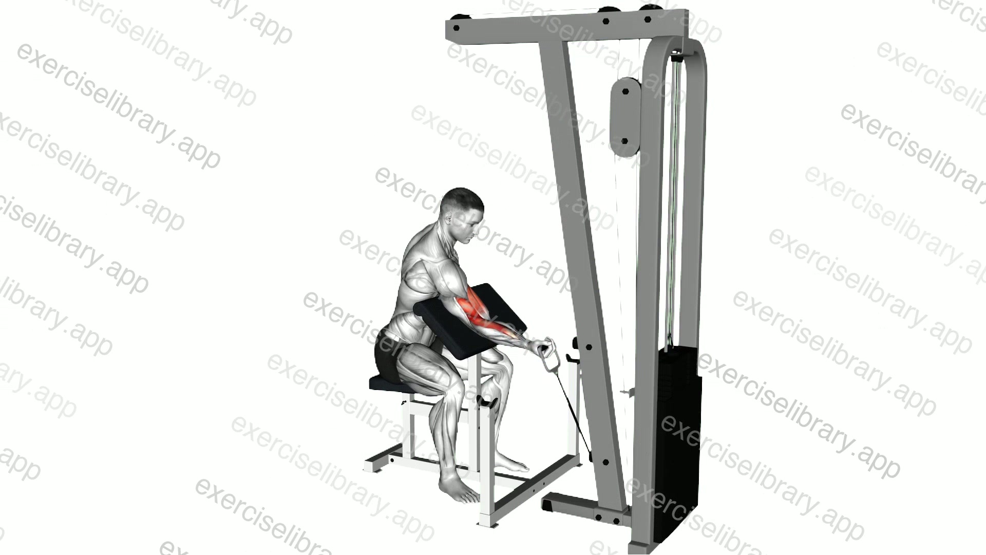 Cable One Arm Preacher Curl demonstration