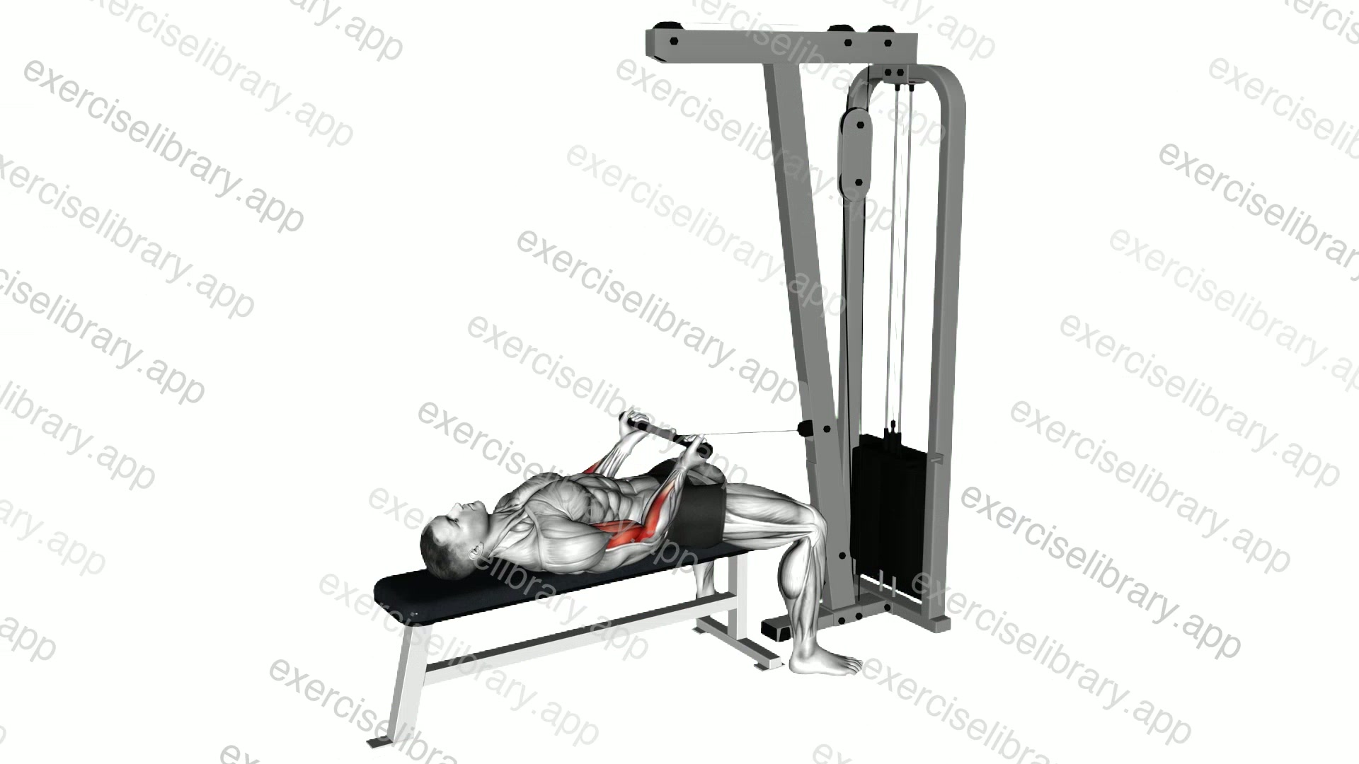 Cable Lying Biceps Curl demonstration