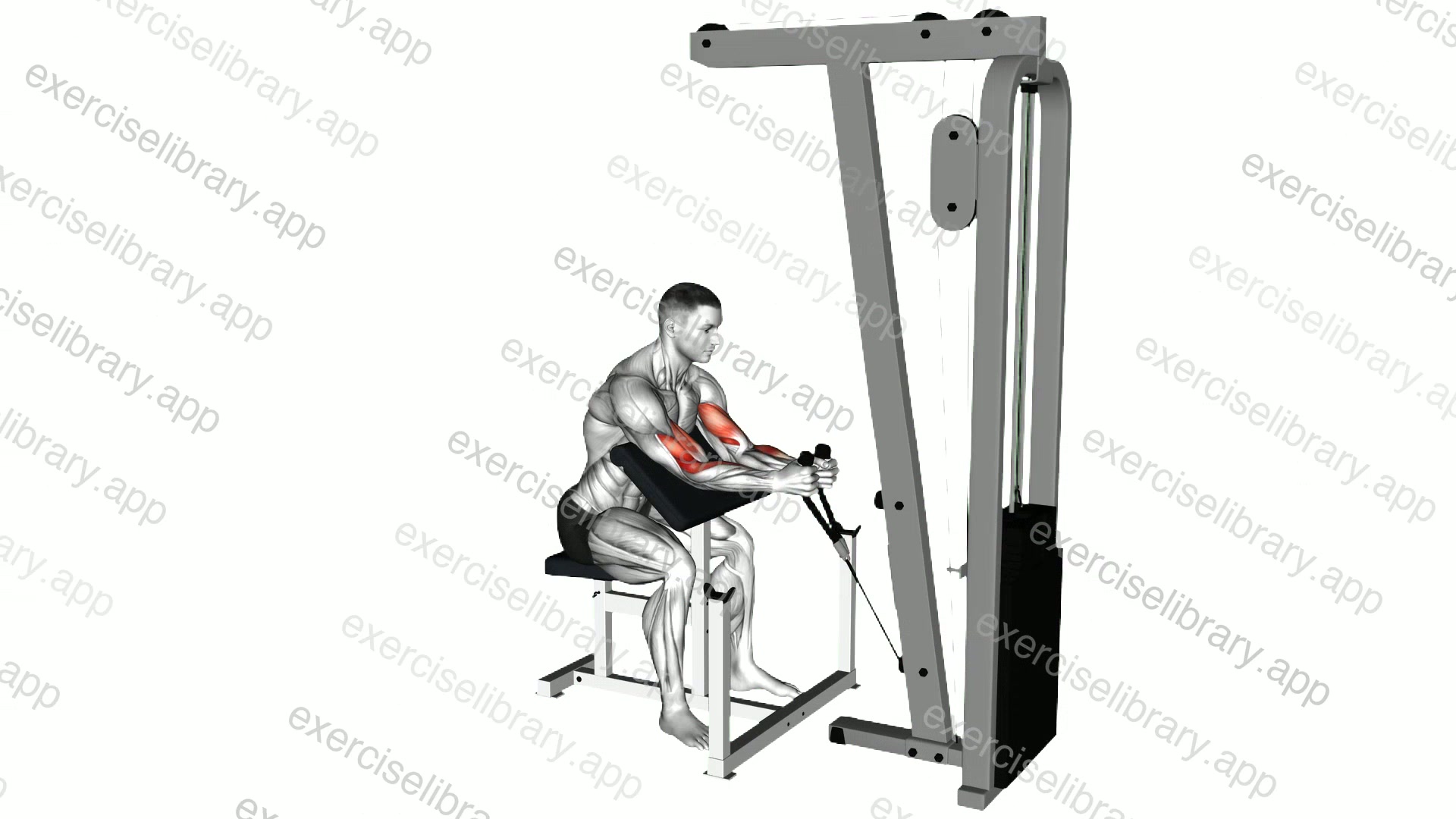 Cable Rope Hammer Preacher Curl demonstration