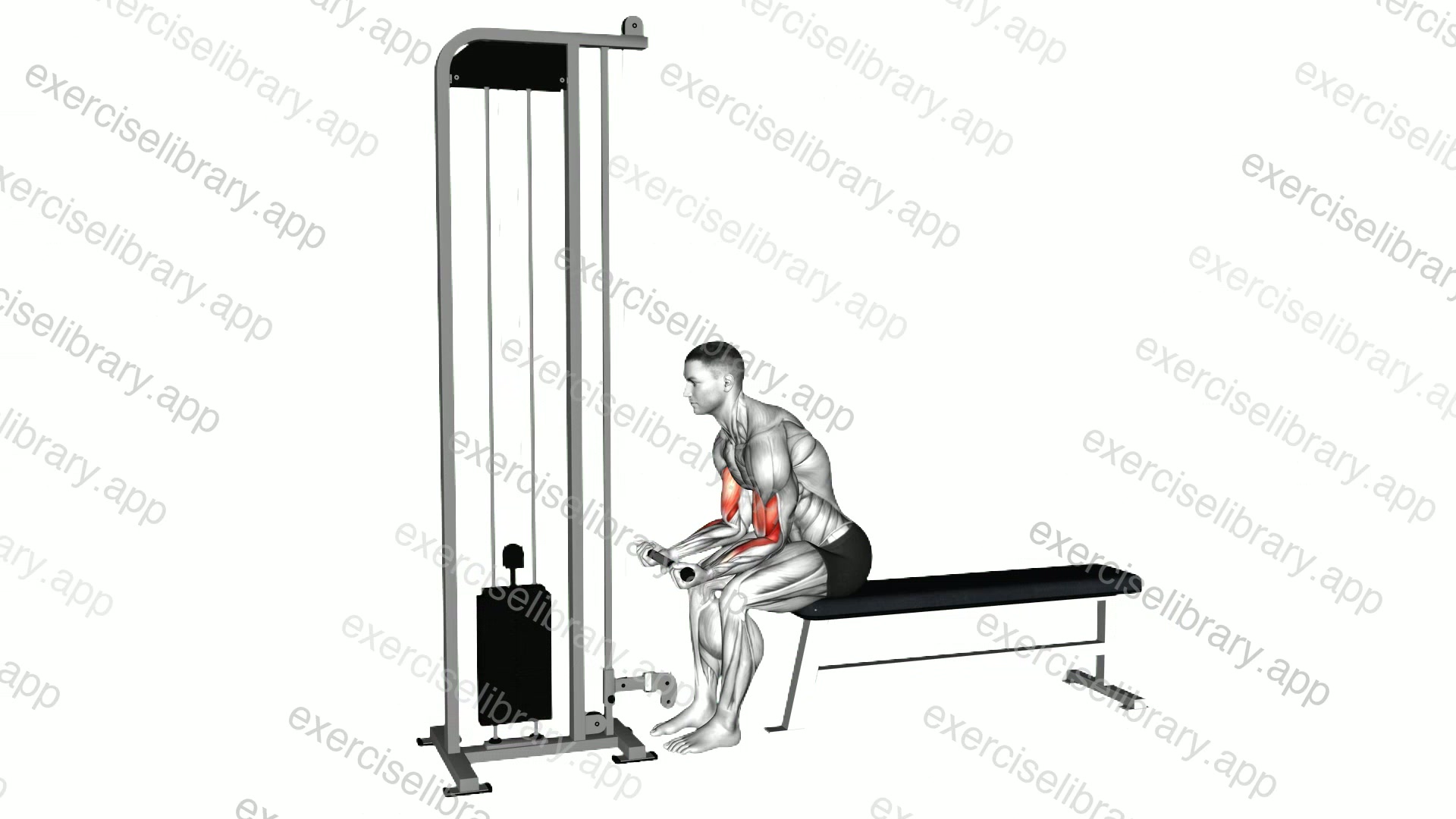 Cable Seated Curl demonstration