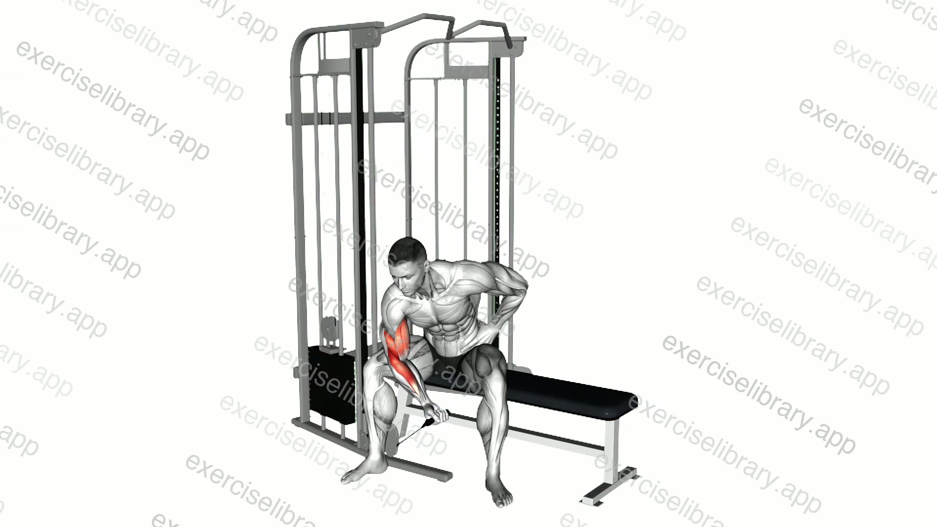 Cable Seated One Arm Concentration Curl demonstration
