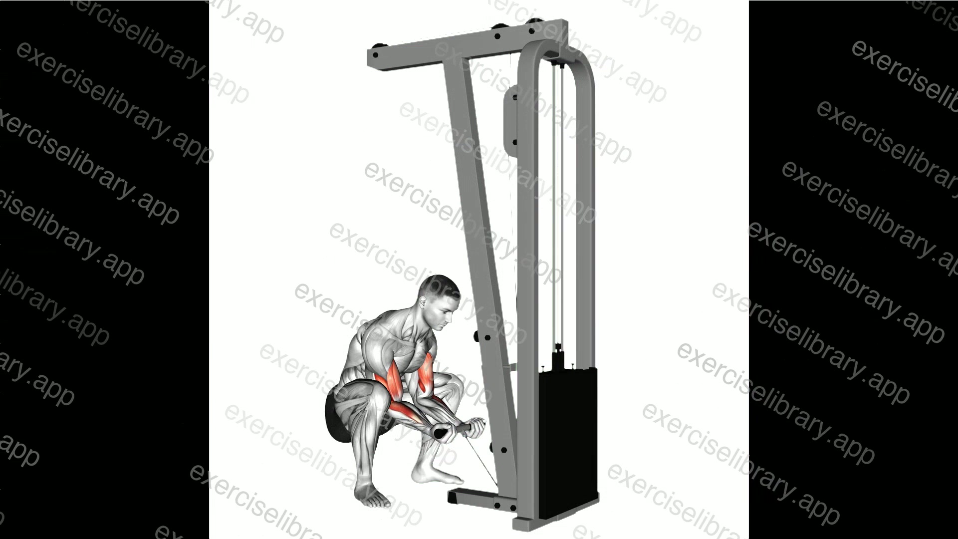 Cable Squatting Curl demonstration