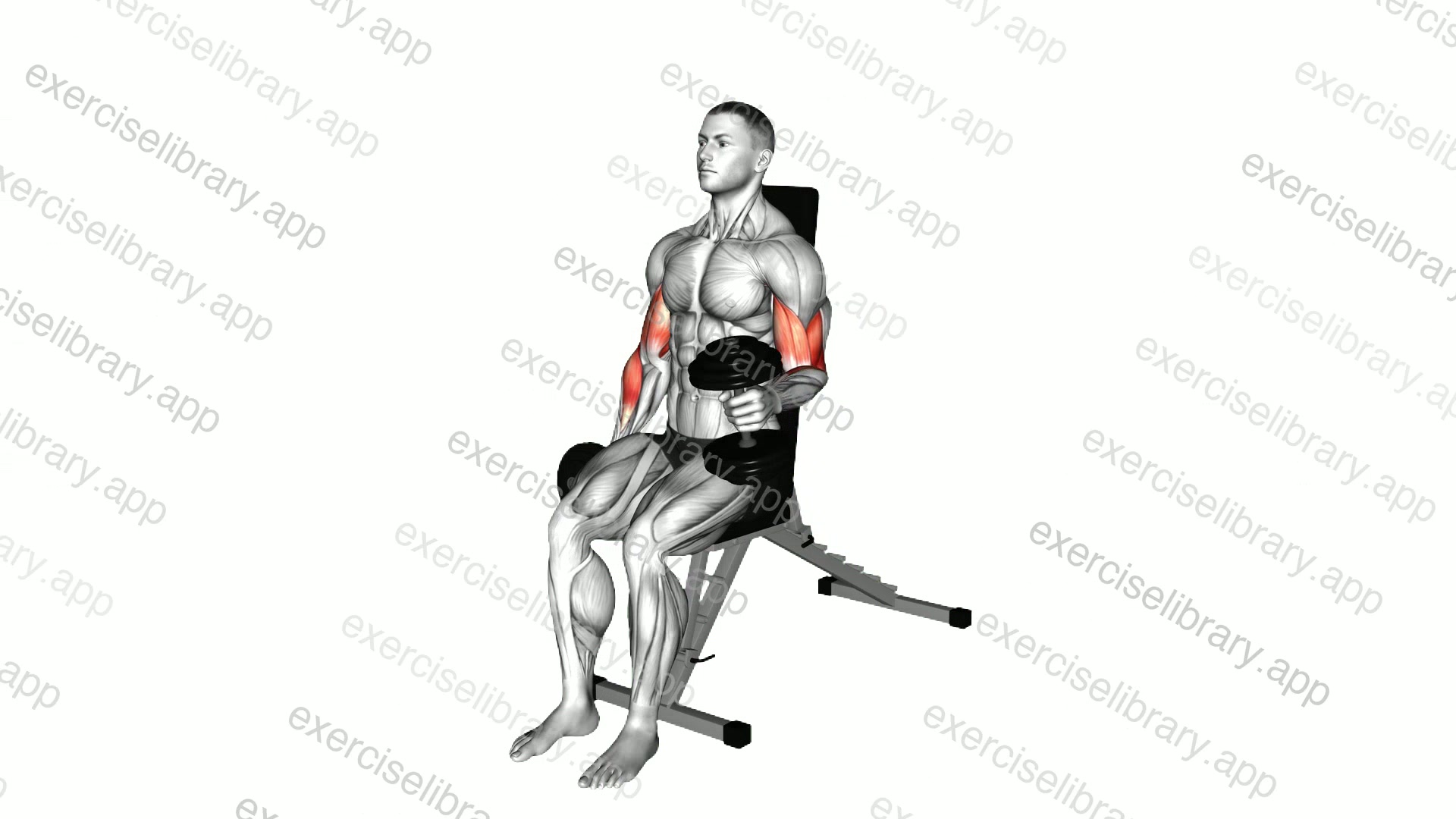 Dumbbell Alternate Seated Hammer Curl demonstration