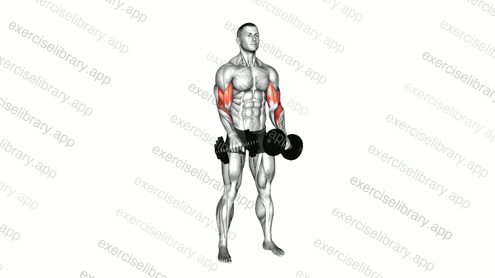 Dumbbell Biceps Curl Reverse demonstration
