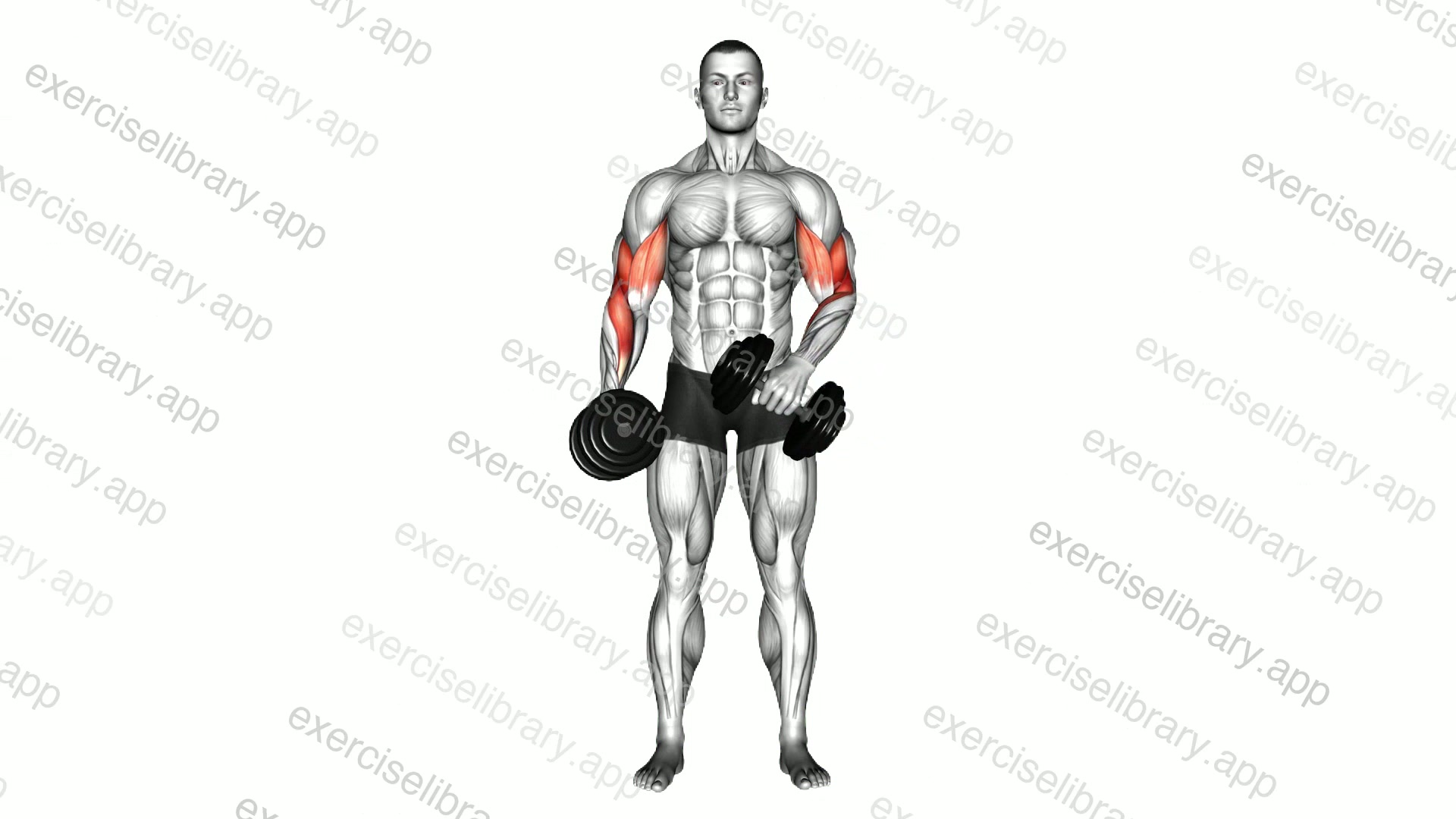 Dumbbell Cross Body Hammer Curl demonstration