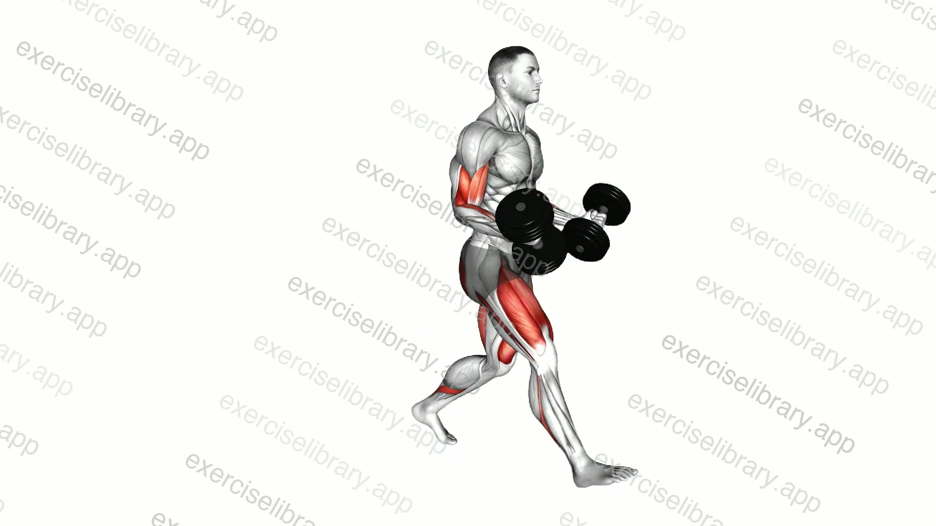 Dumbbell Lunge with Biceps Curl demonstration