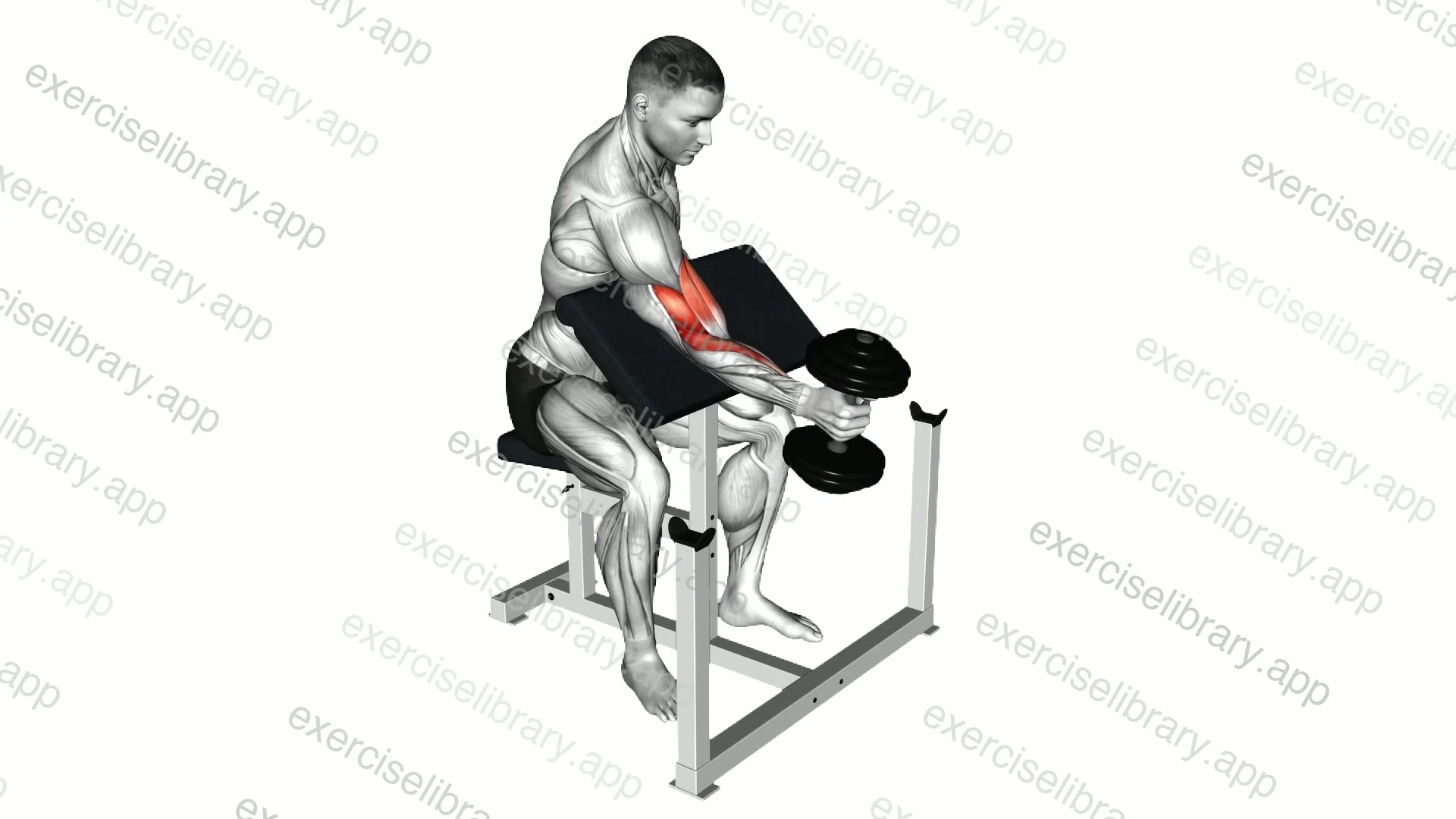 Dumbbell One Arm Hammer Preacher Curl demonstration