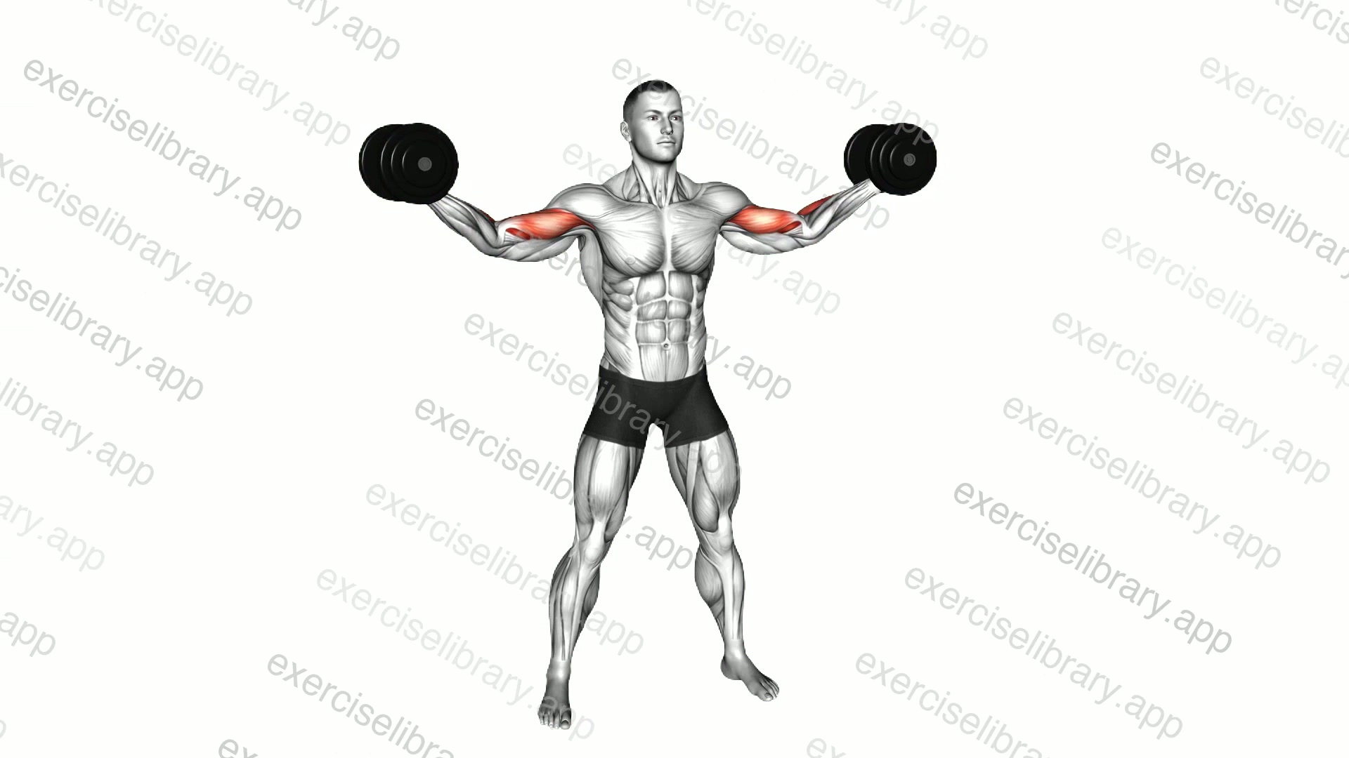 Dumbbell High Curl demonstration