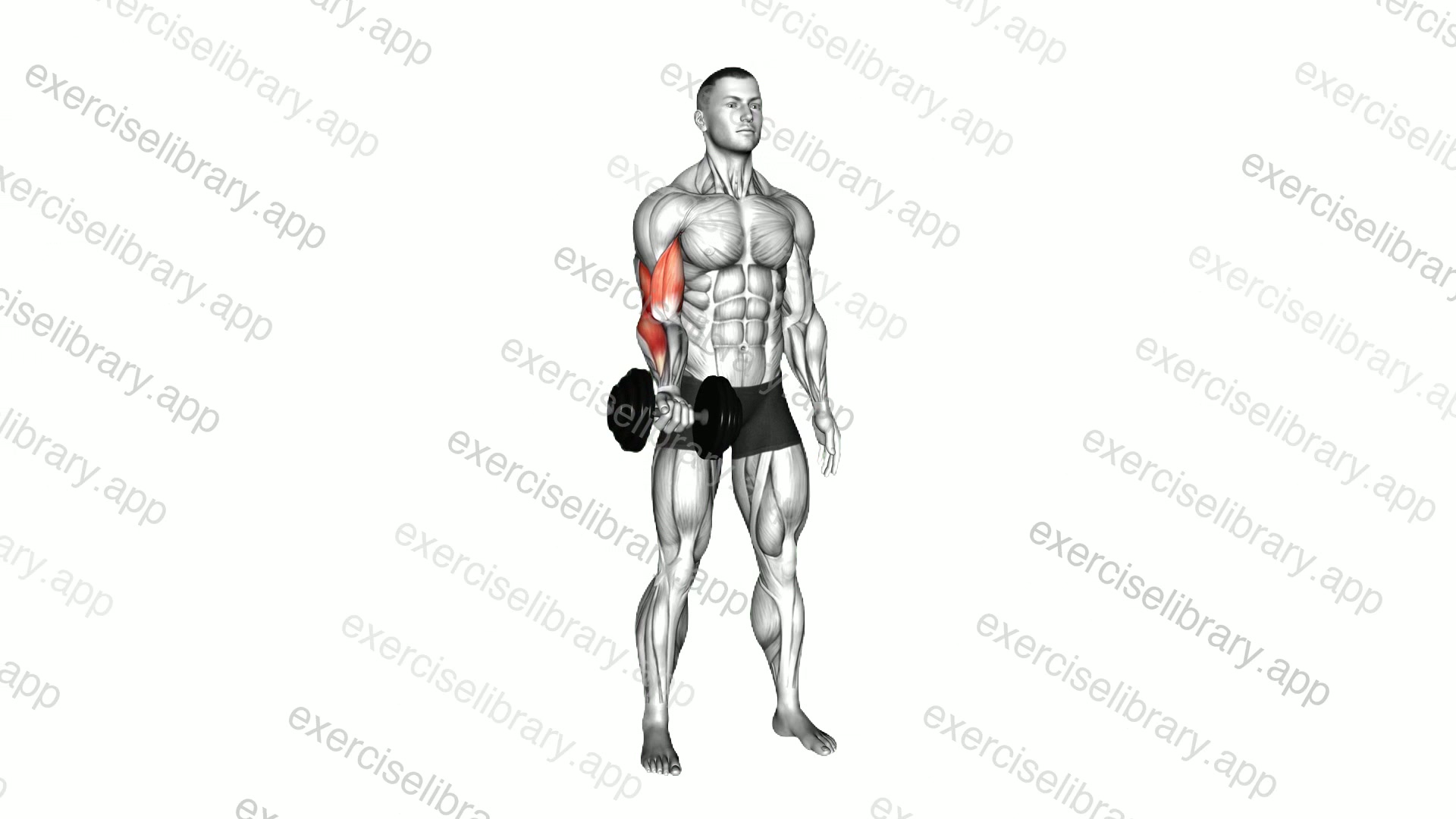 Dumbbell One Arm Standing Curl demonstration
