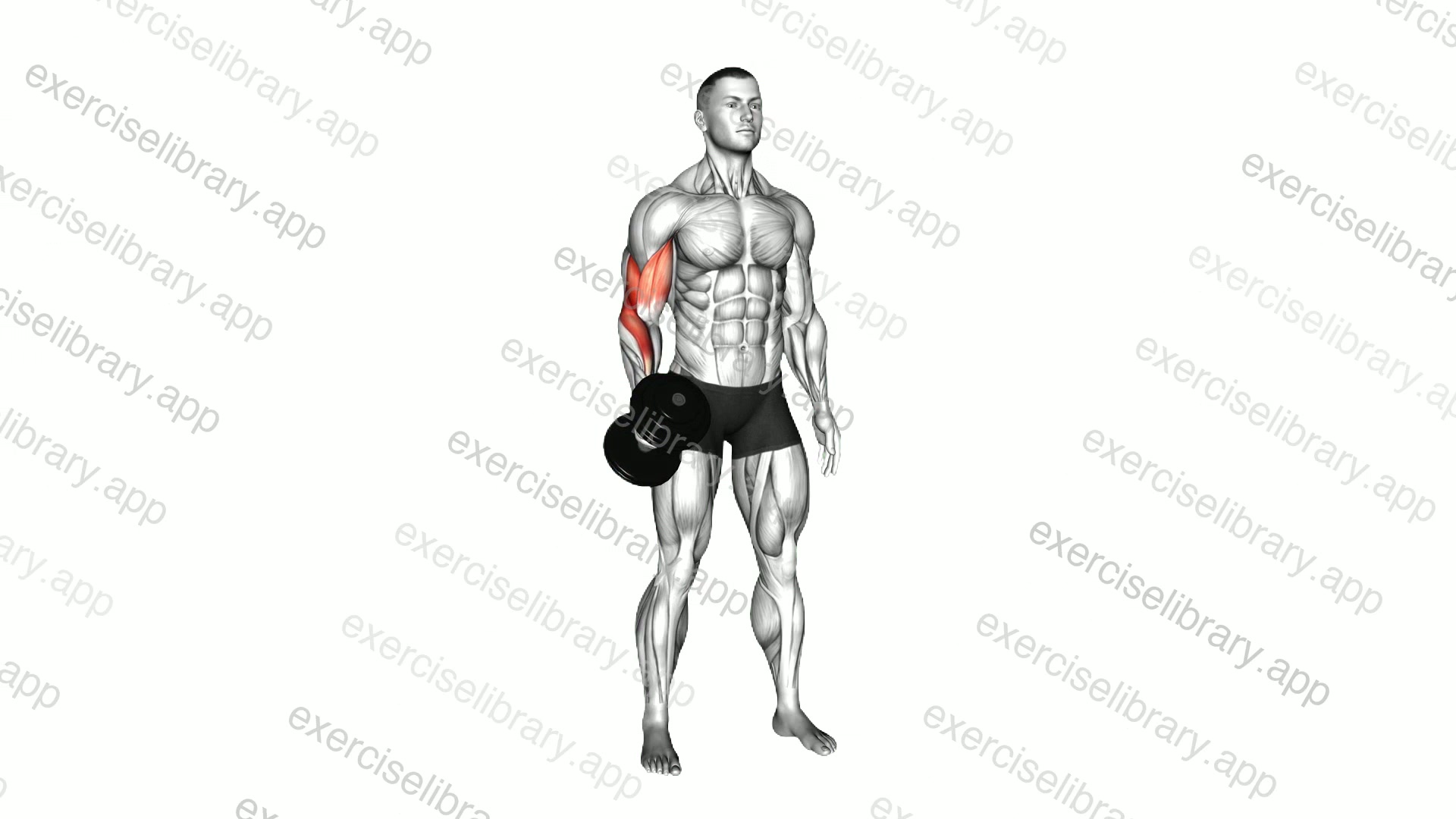 Dumbbell One Arm Standing Hammer Curl demonstration