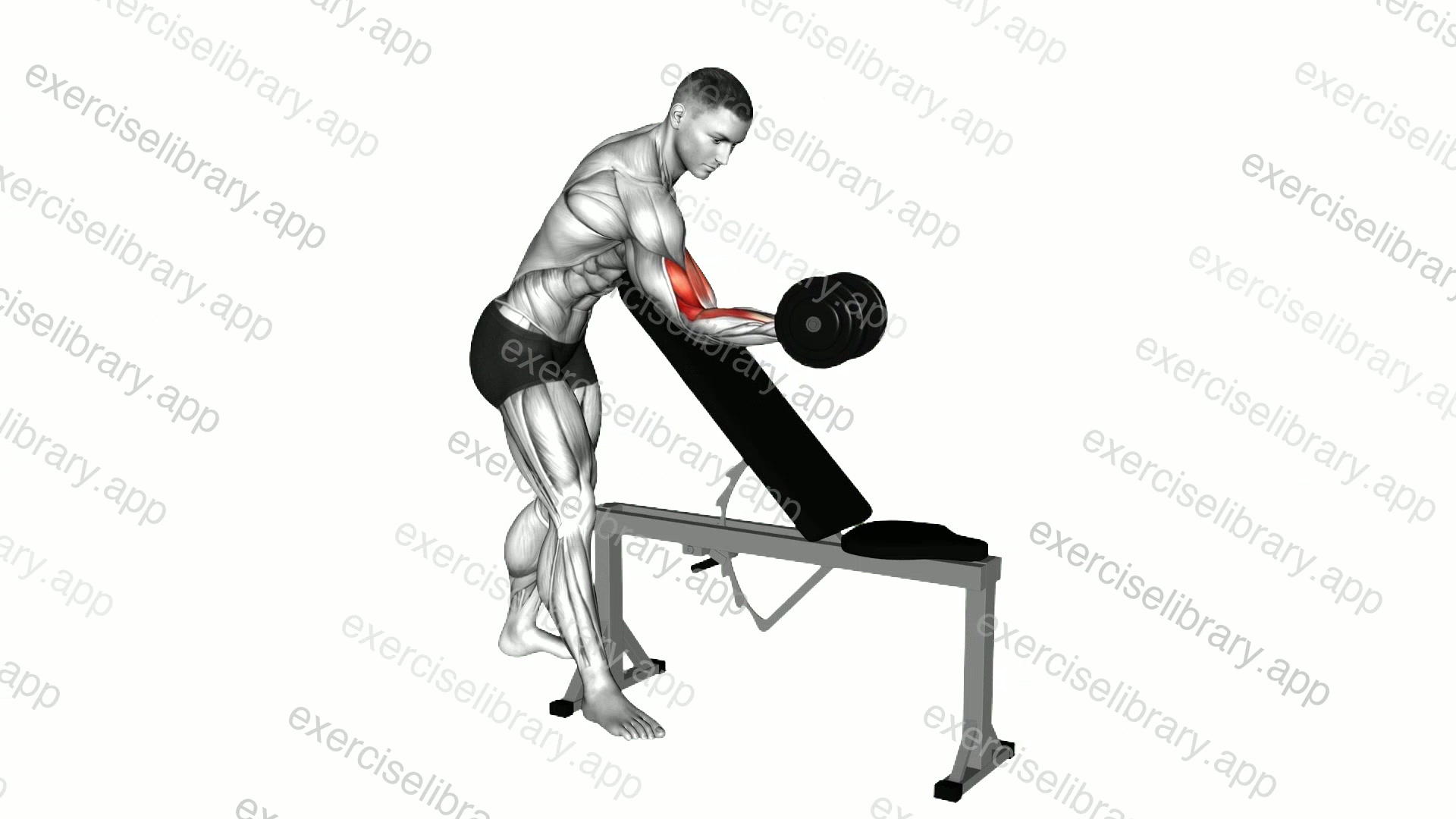 Dumbbell One Arm Zottman Preacher Curl demonstration