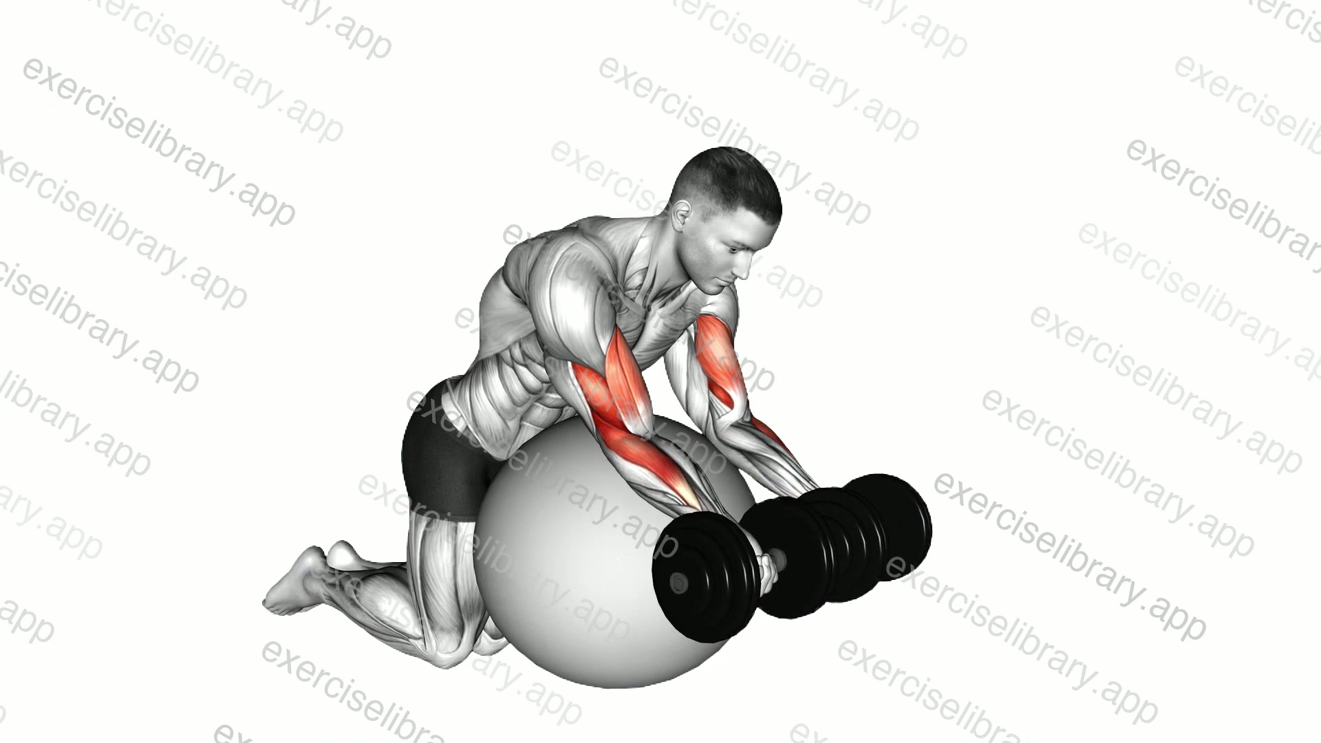 Dumbbell Preacher Curl over Exercise Ball demonstration