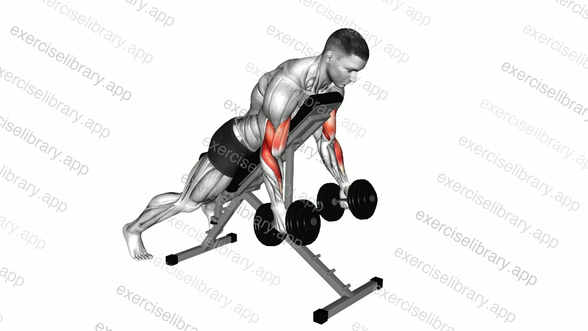 Dumbbell Prone Incline Hammer Curl demonstration