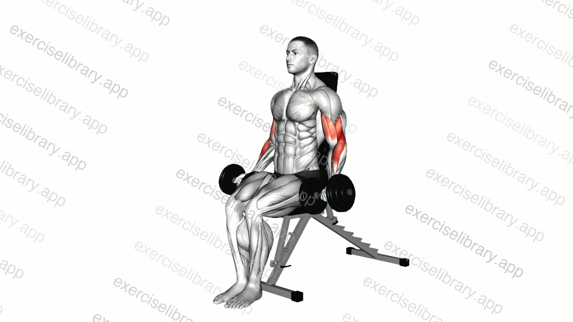 Dumbbell Seated Bicep Curl demonstration