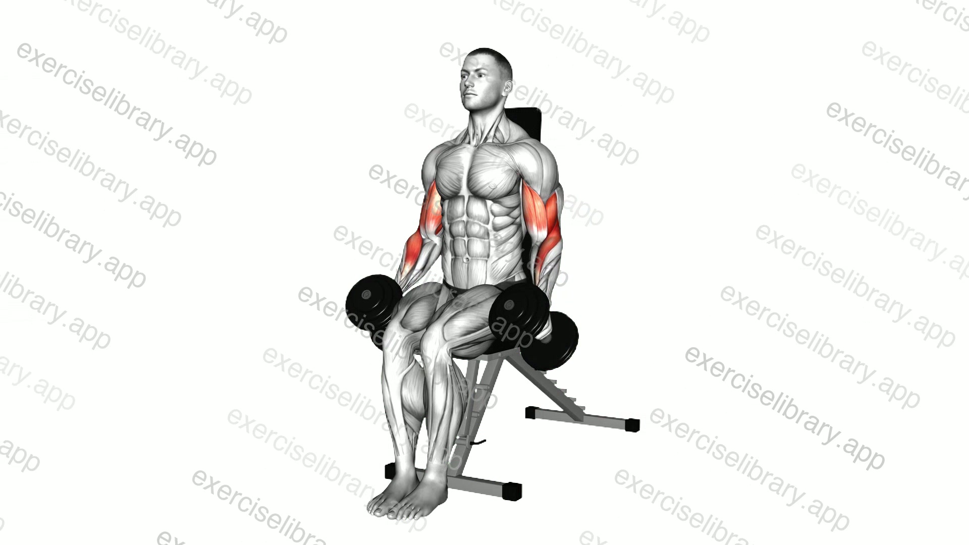 Dumbbell Seated Hammer Curl demonstration