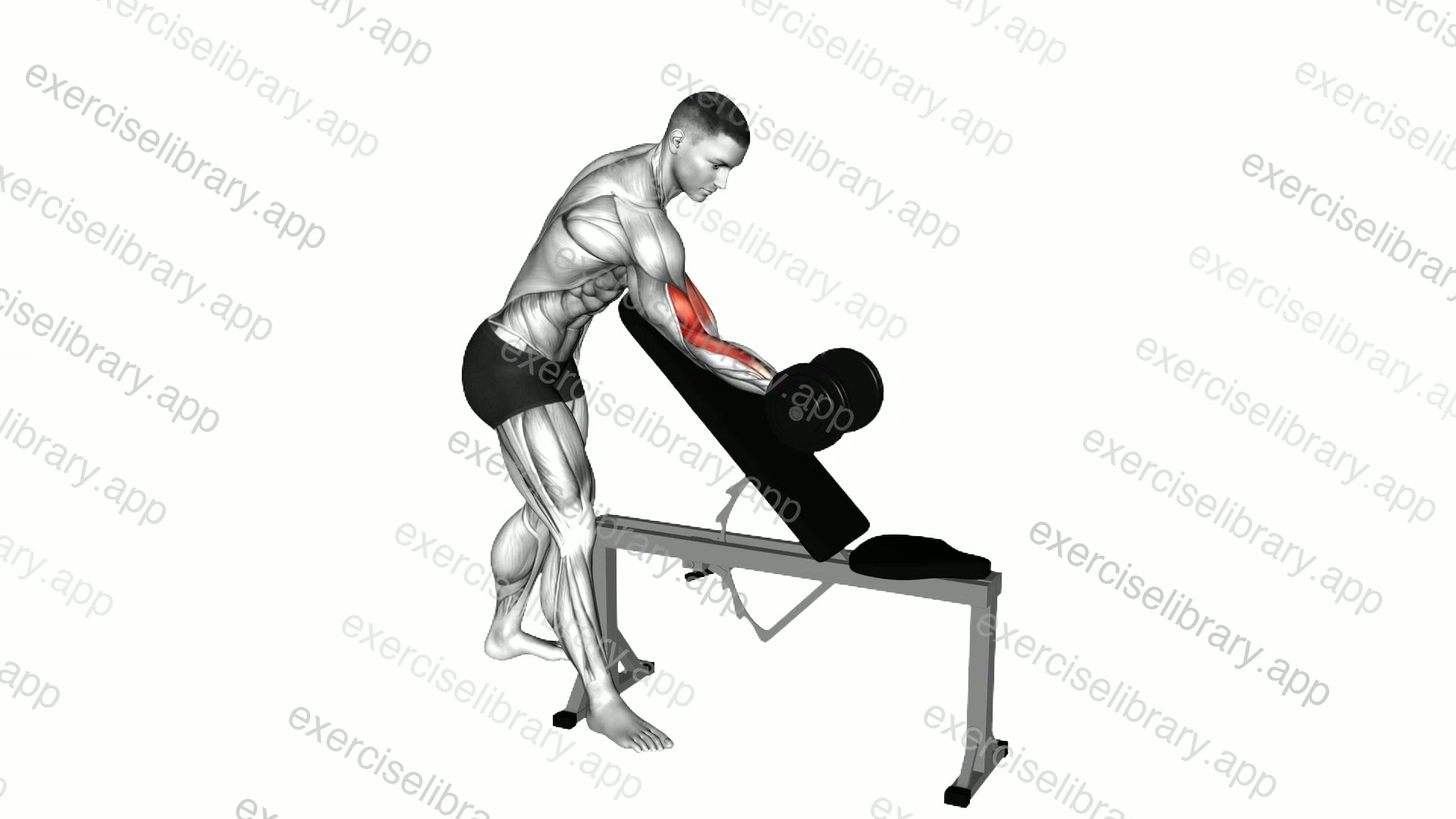 Dumbbell Standing One Arm Curl Over Incline Bench demonstration