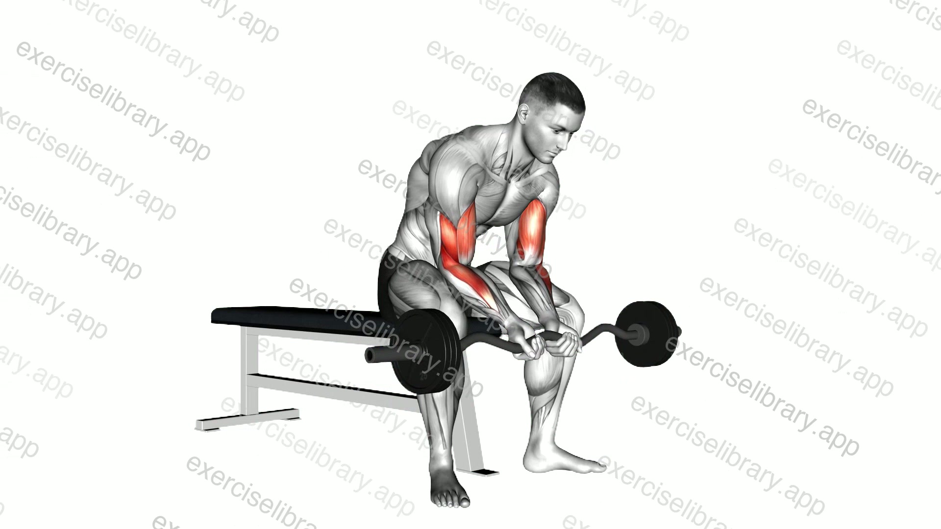 EZ Barbell Seated Close Grip Concentration Curl demonstration