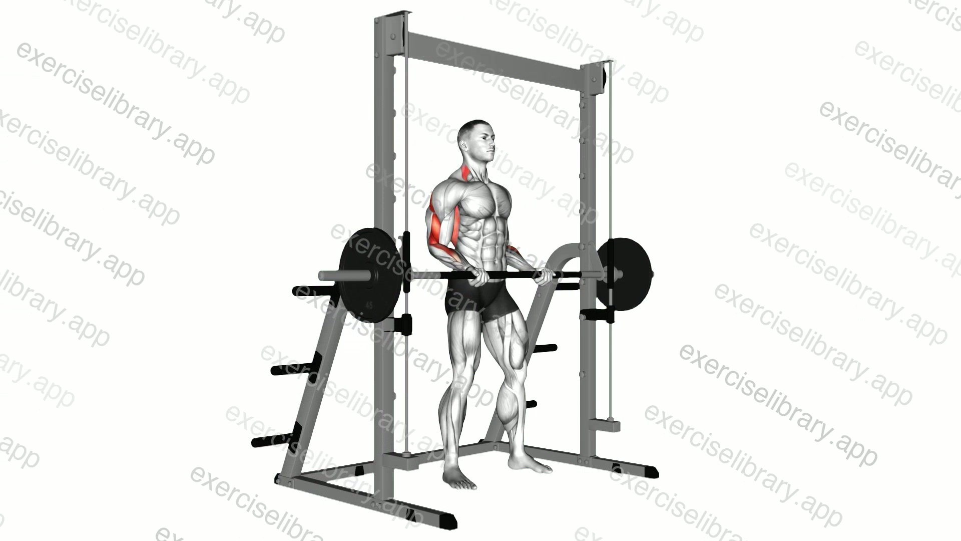 Smith Biceps Curl demonstration