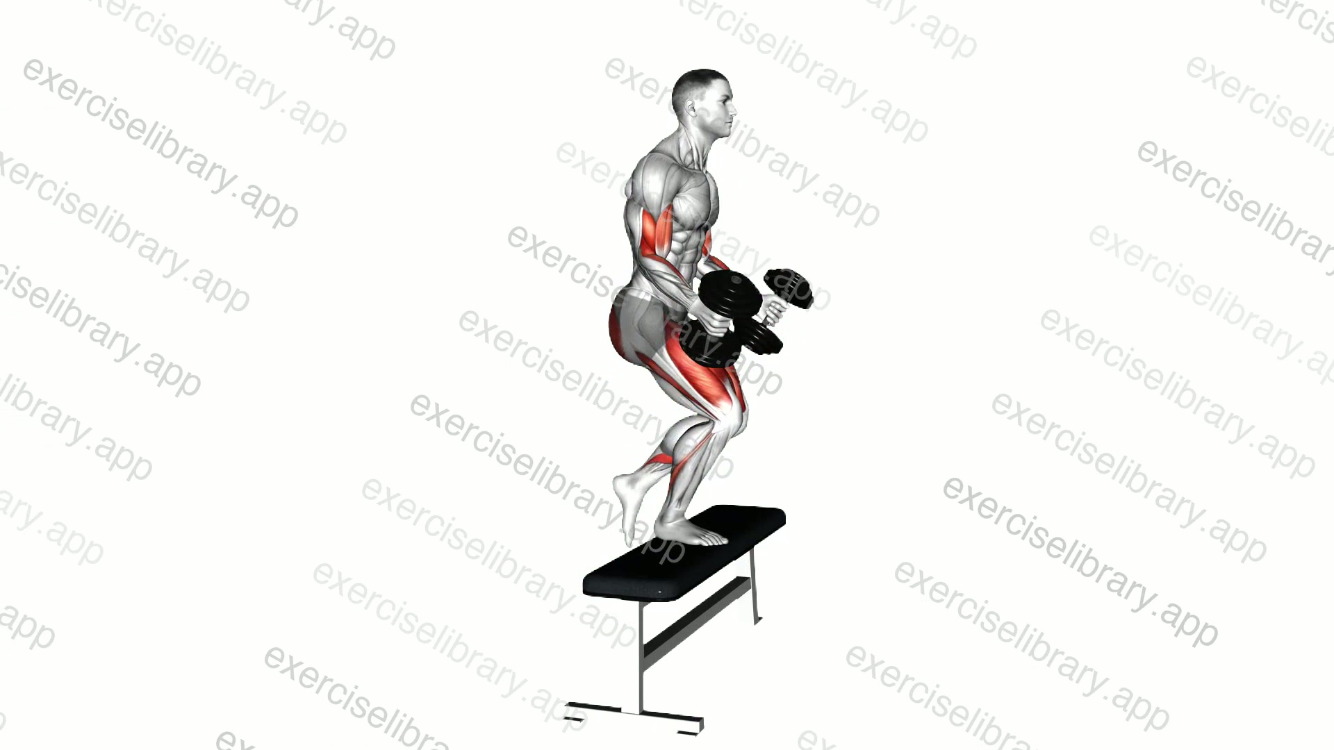 Dumbbell Step-up Single Leg Balance with Bicep Curl demonstration