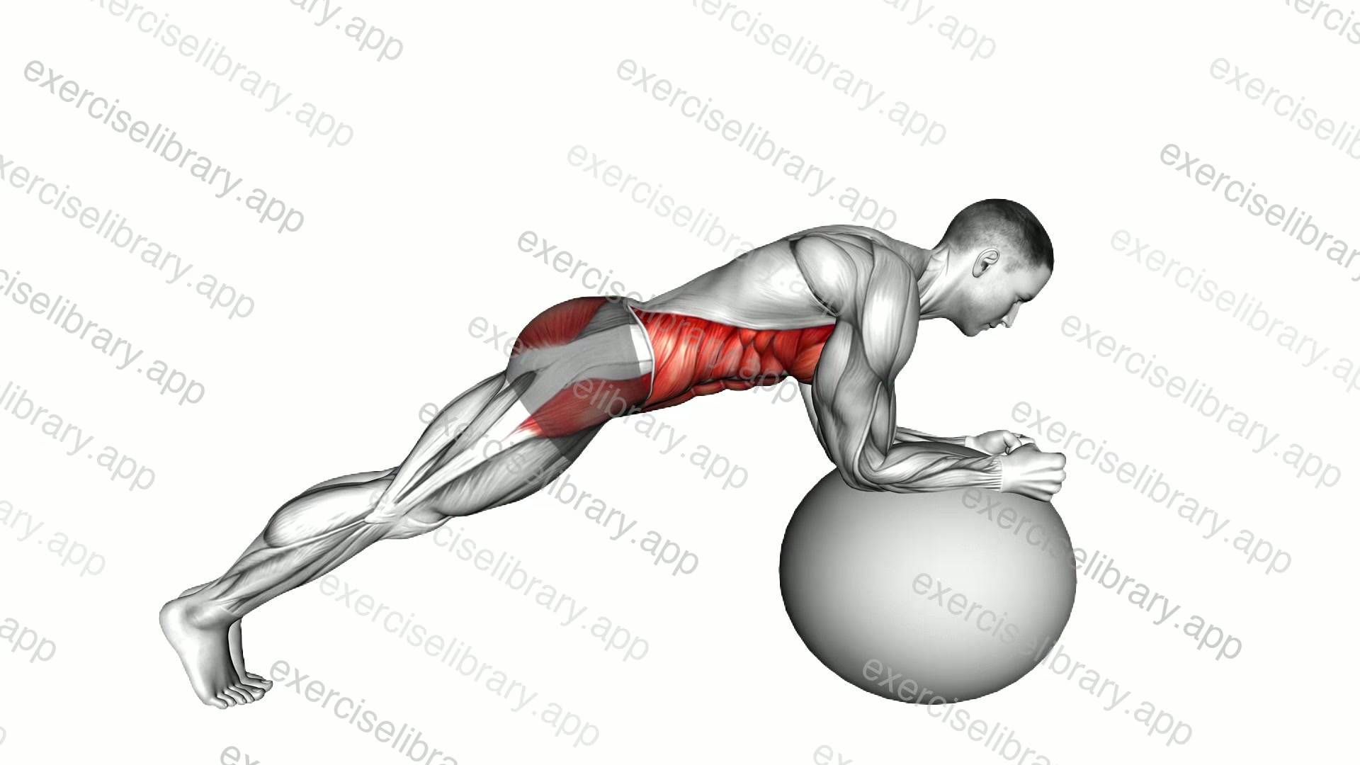 Stability Ball Front Plank demonstration
