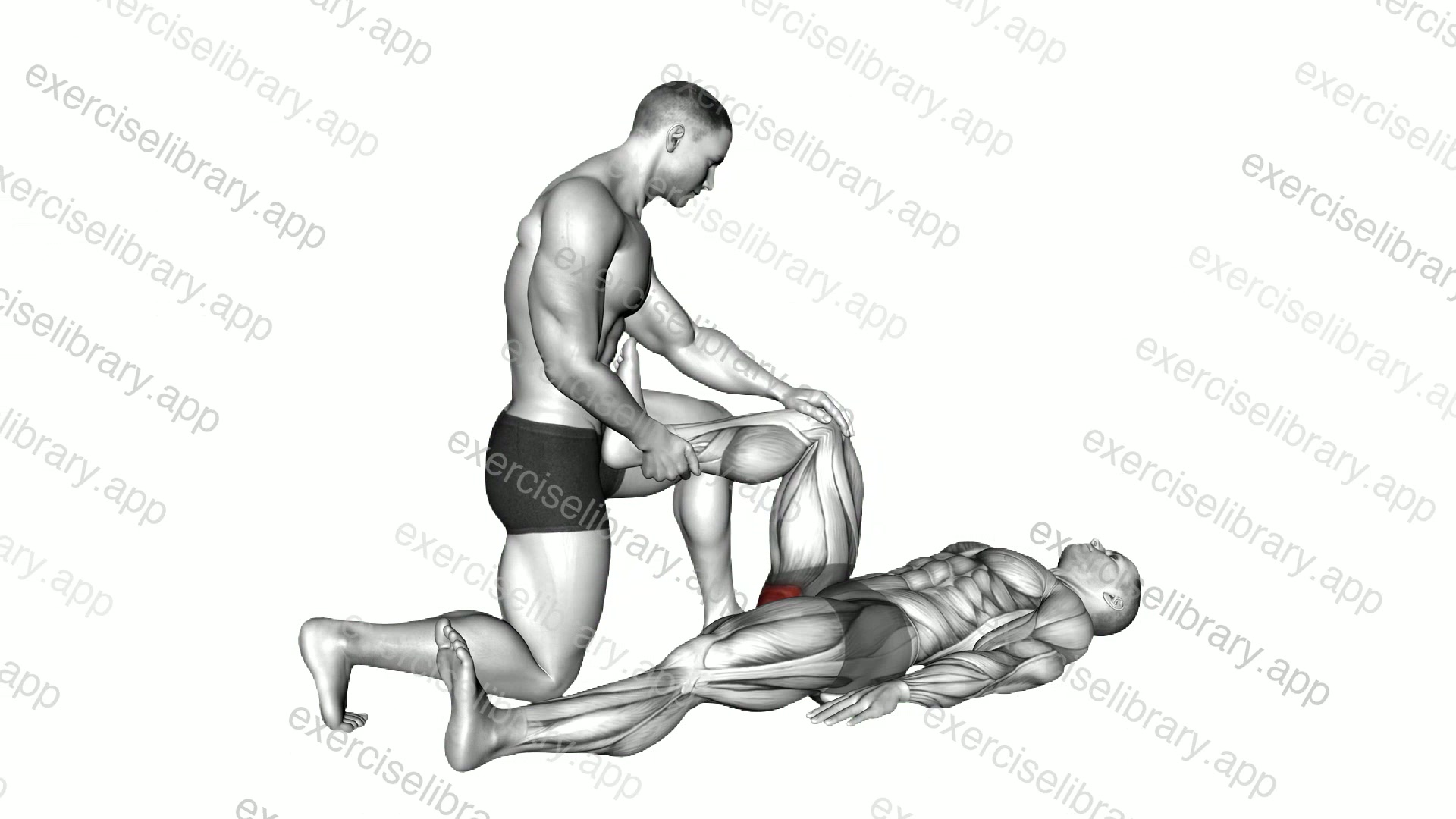 Assisted Lying Gluteus Maximus Stretch demonstration