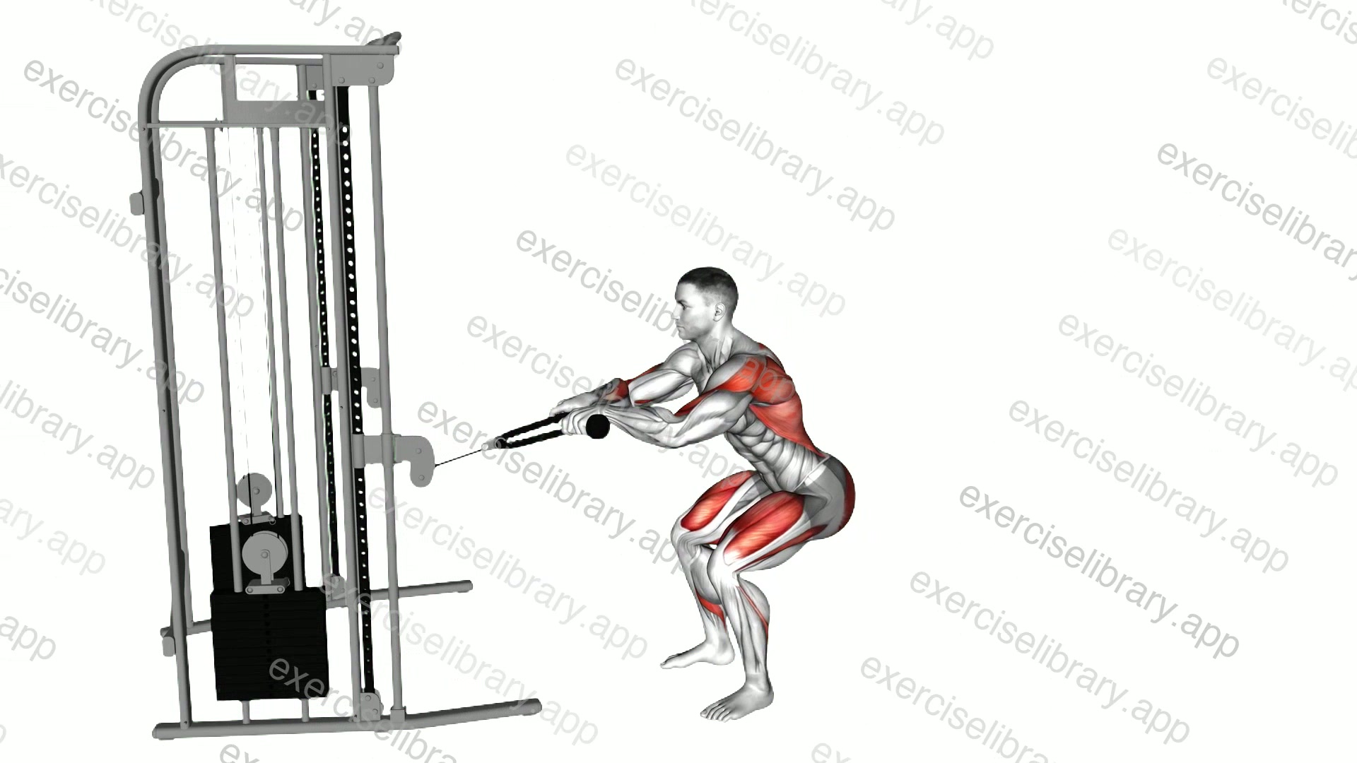Cable Squat Row demonstration