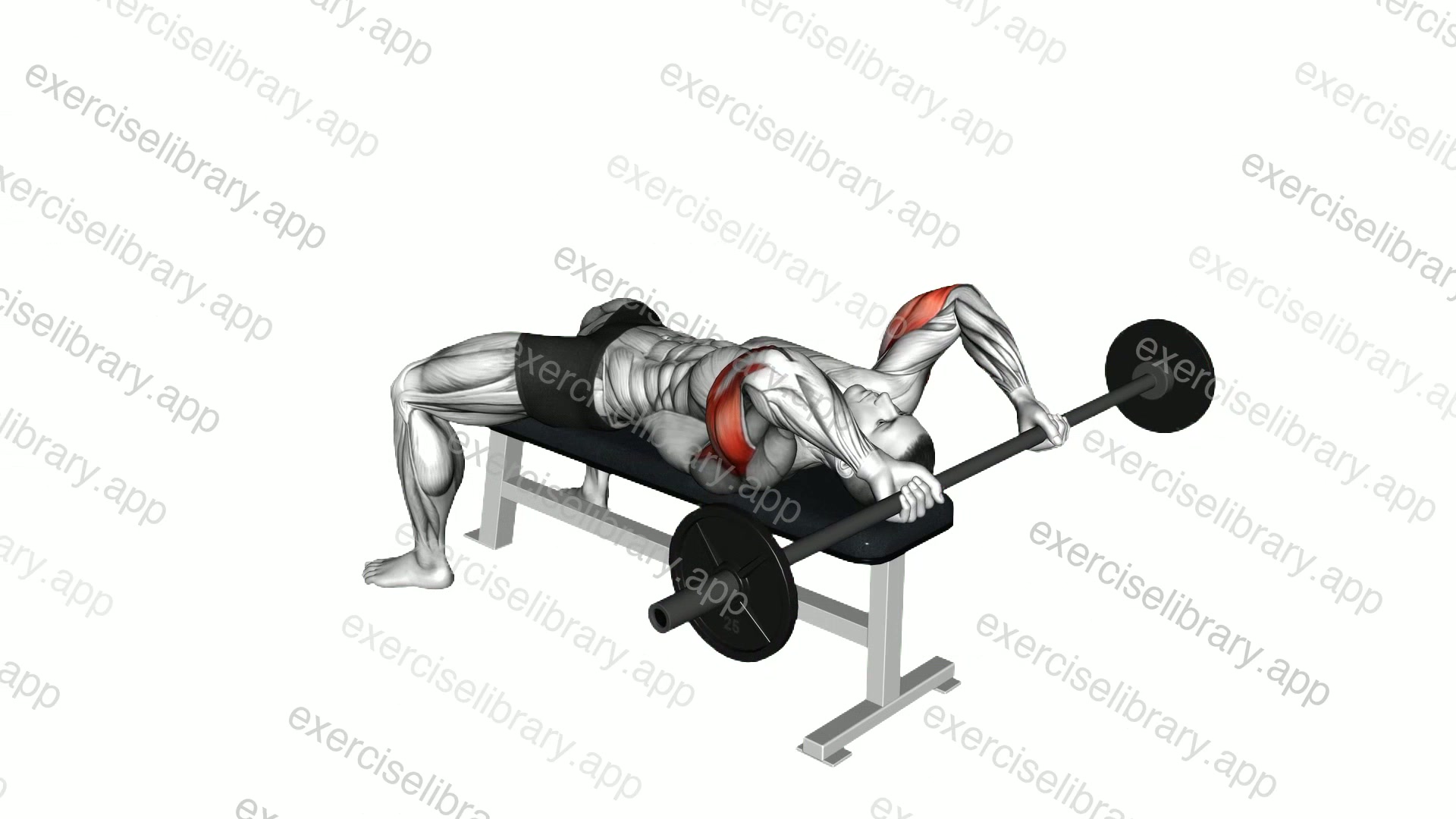 Barbell Lying Back Of The Head Triceps Extension demonstration