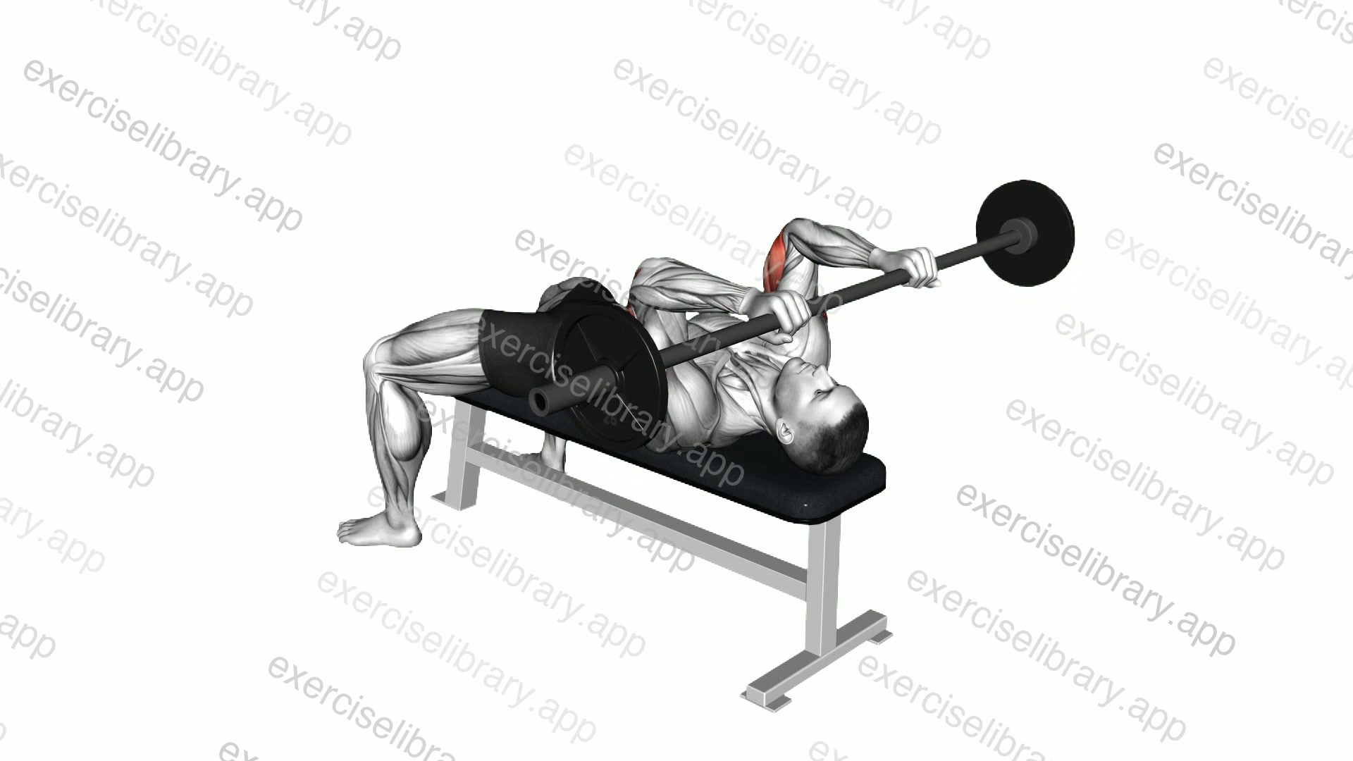 Barbell Reverse Grip Skull crusher demonstration