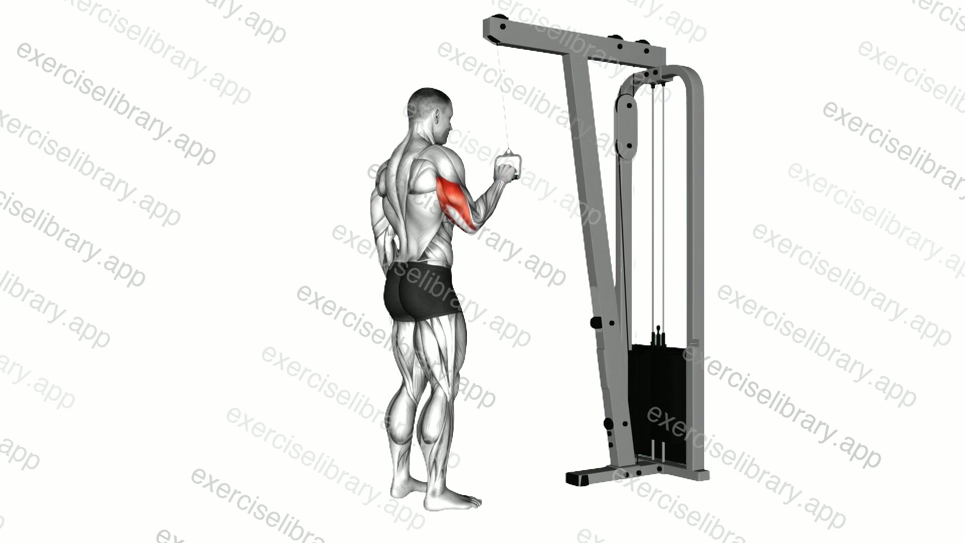 Cable One Arm Triceps Pushdown demonstration