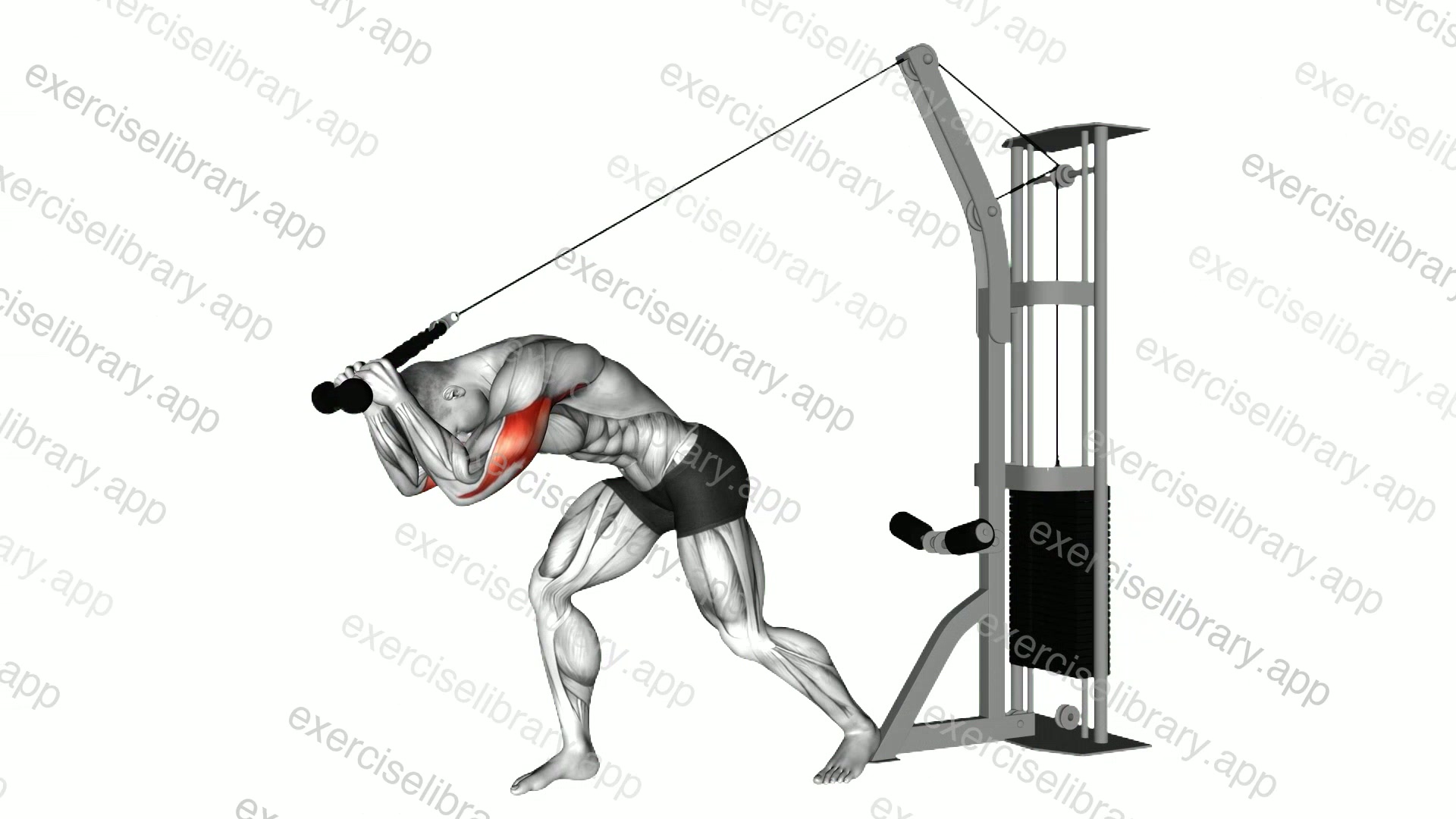 Cable Rope High Pulley Overhead Triceps Extension demonstration