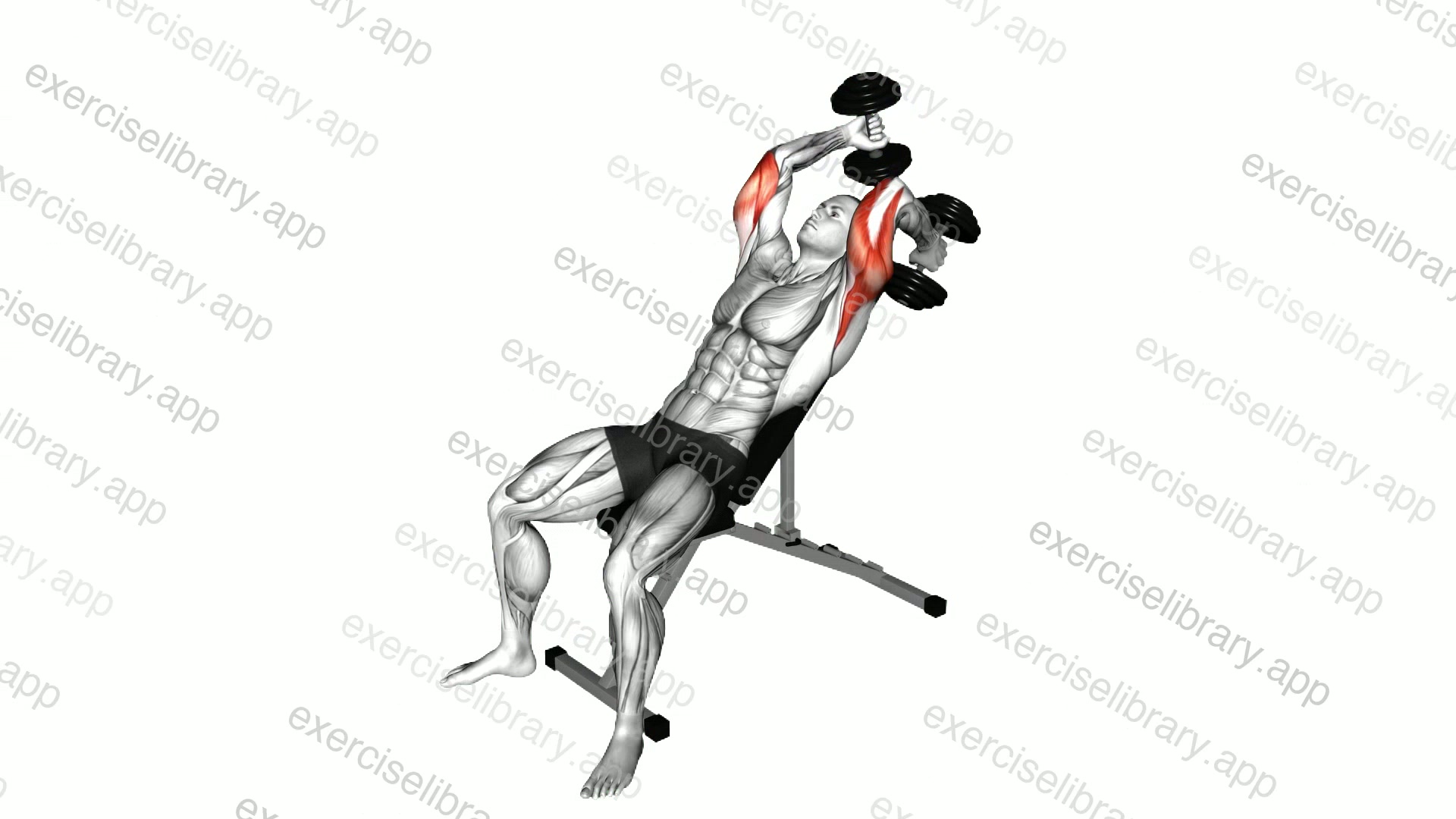 Dumbbell Lying Alternate Extension demonstration