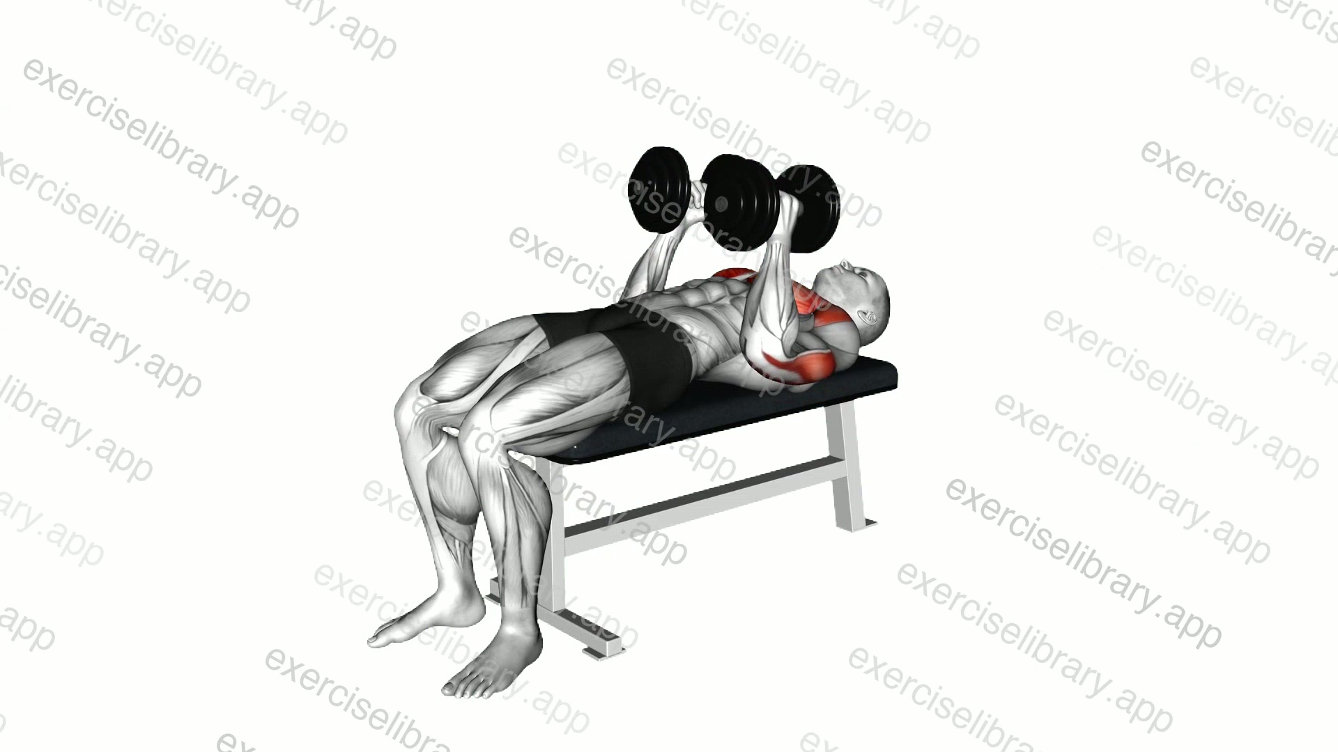 Dumbbell Close Grip Press demonstration
