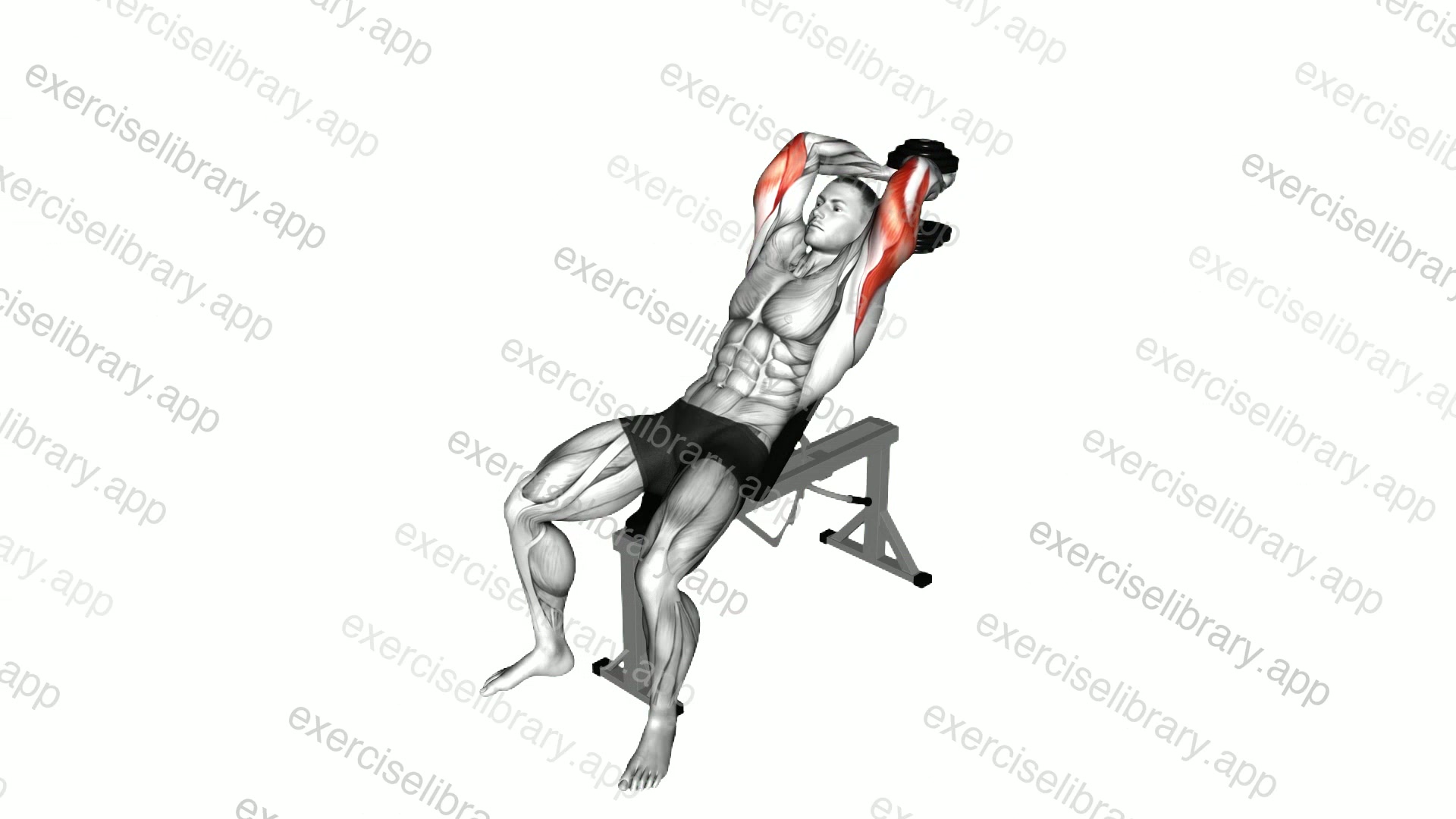 Dumbbell Incline Two Arm Extension demonstration