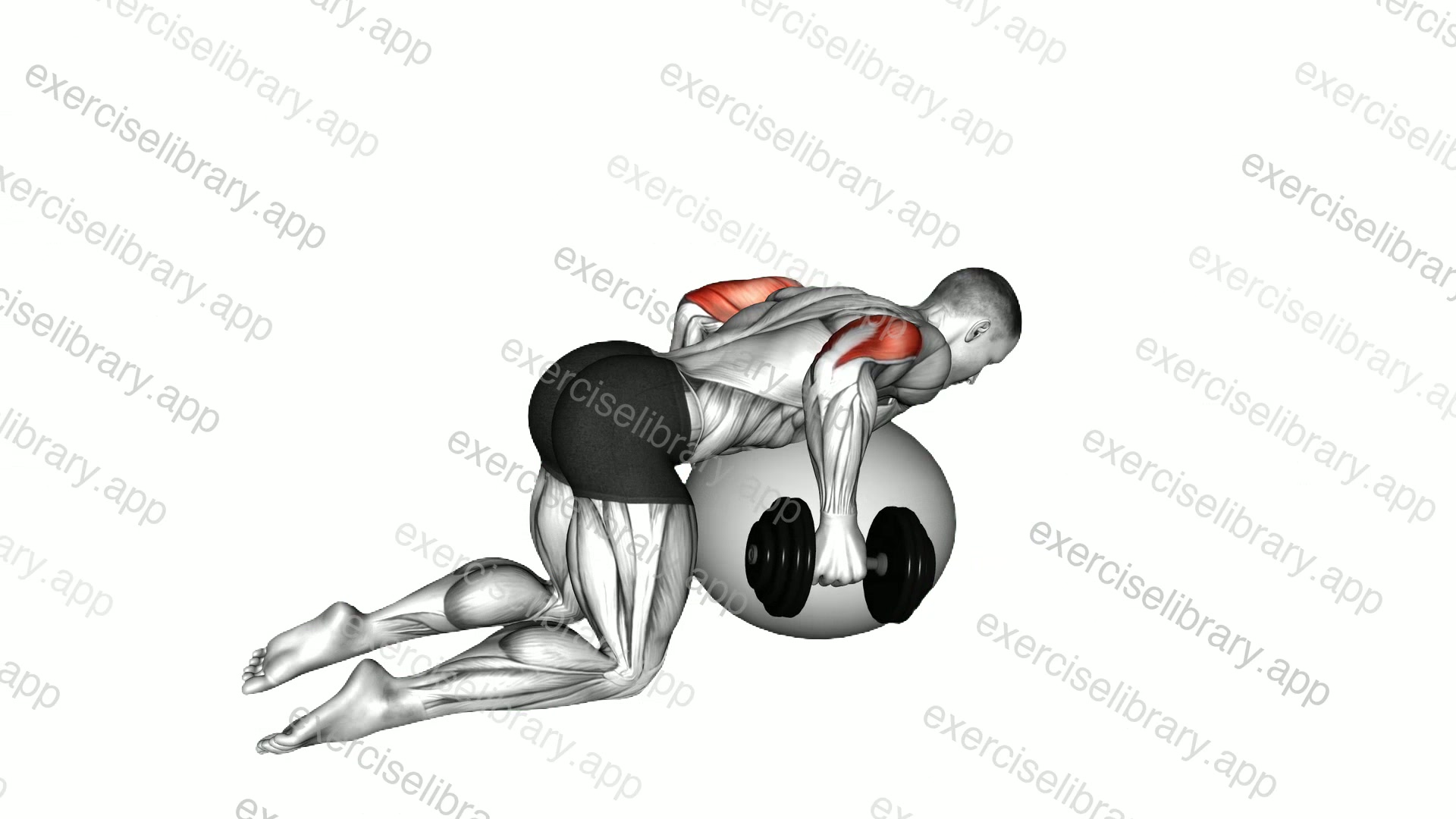 Dumbbell Kickbacks on Exercise Ball demonstration
