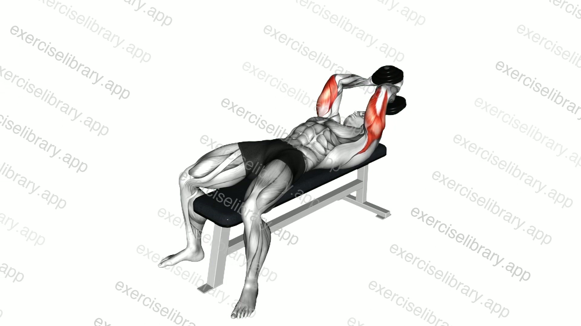 Dumbbell Lying Single Extension demonstration