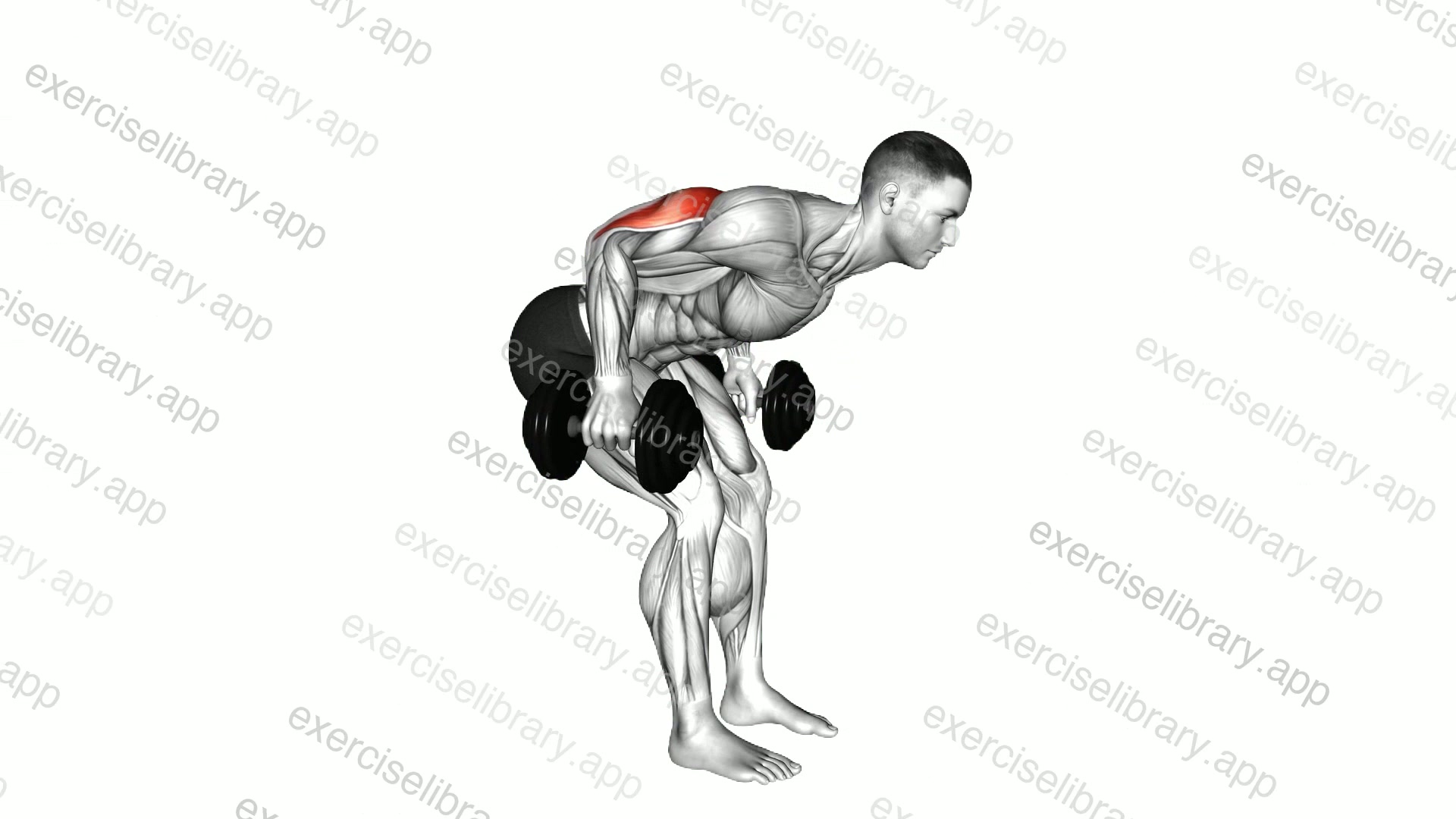 Dumbbell Standing Bent Over Two Arm Triceps Extension demonstration